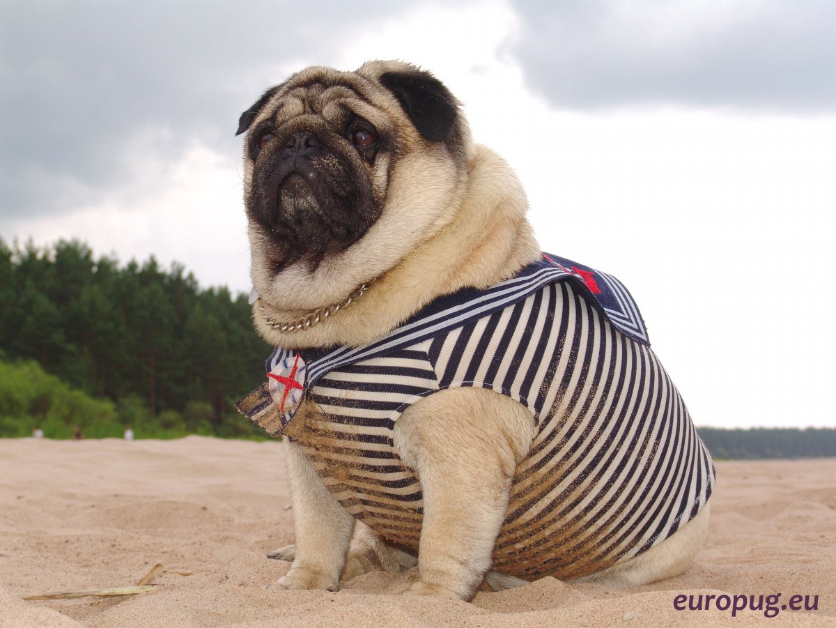 Ожиревший Мопс