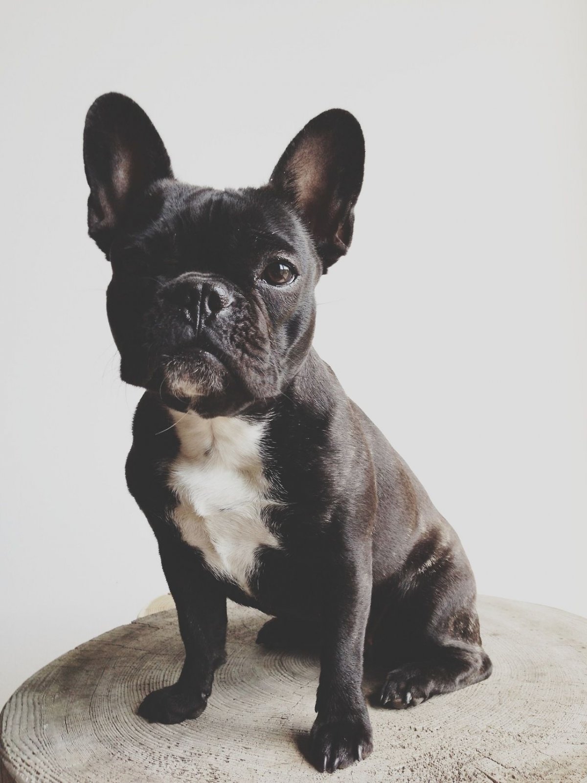 Французский бульдог мраморный