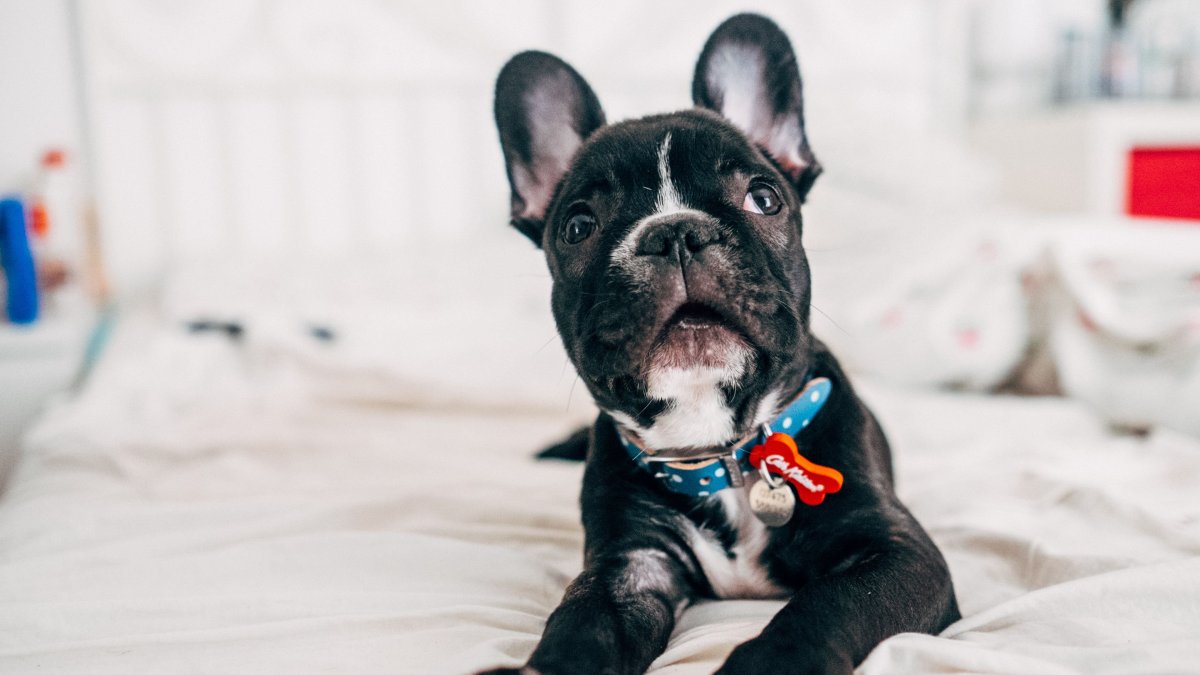 Французский бульдог на траве