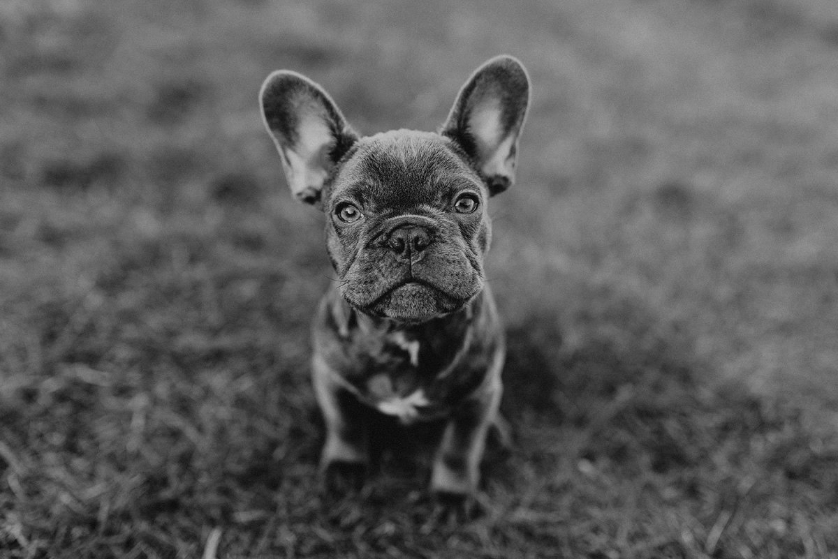 Крутой французский бульдог