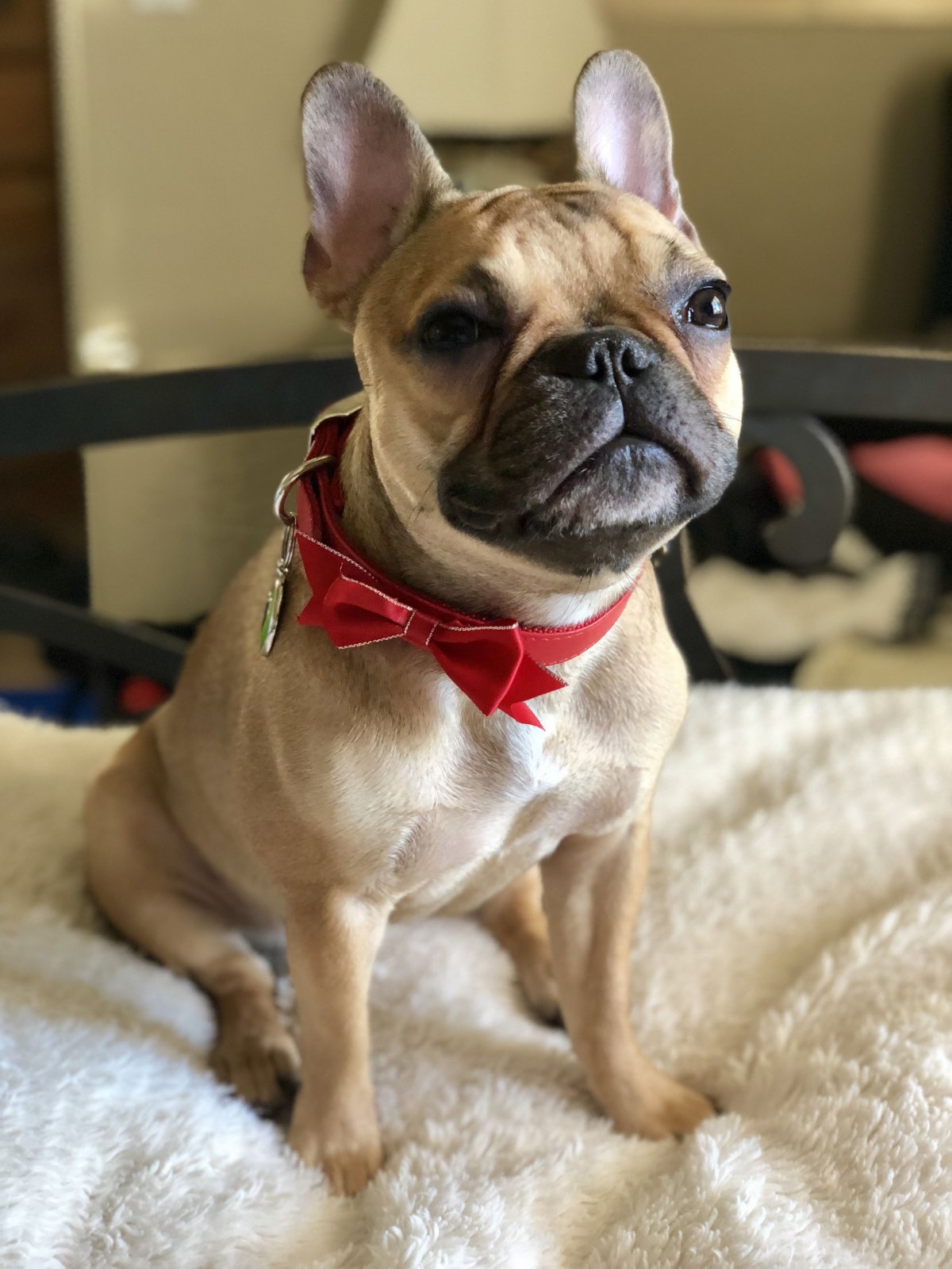 Французский бульдог в спортивной кондиции