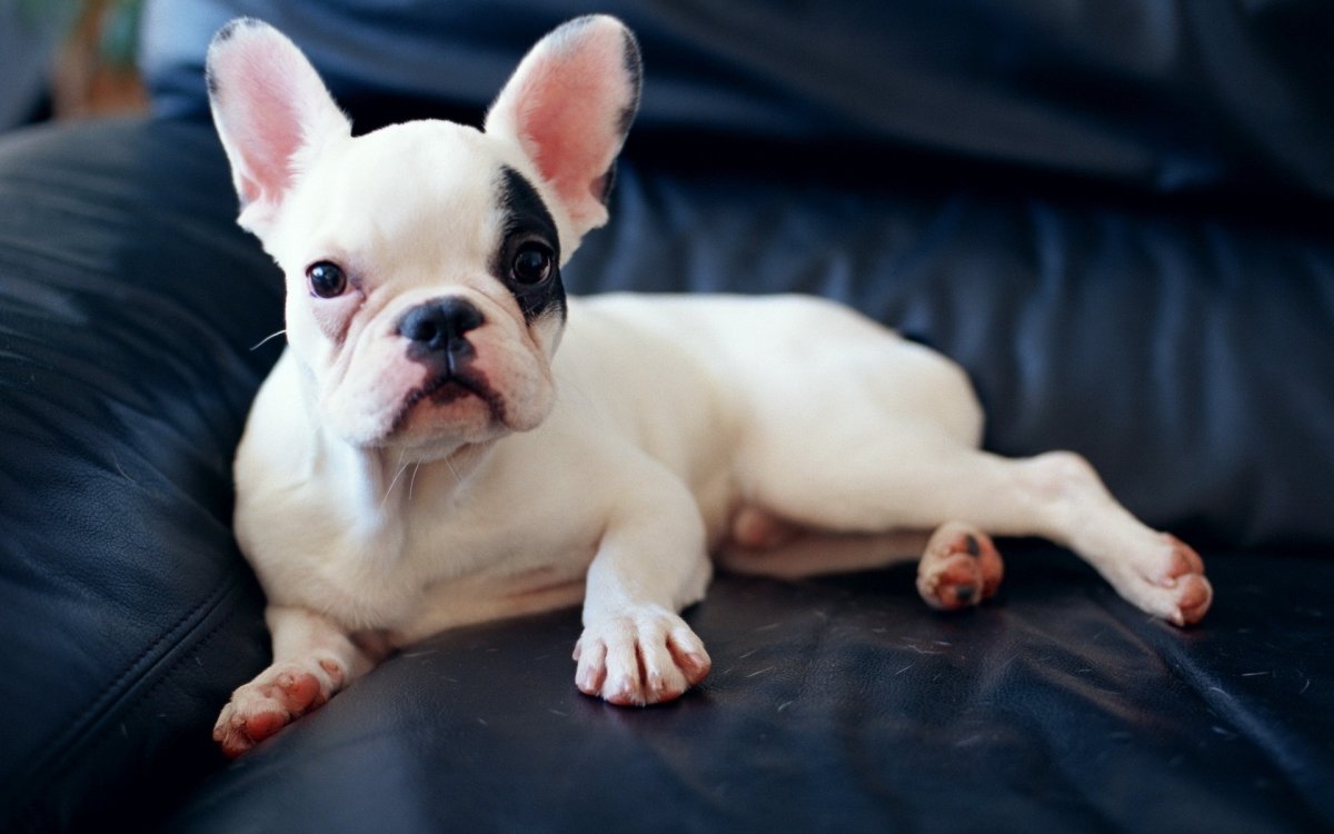 Длинномордый французский бульдог