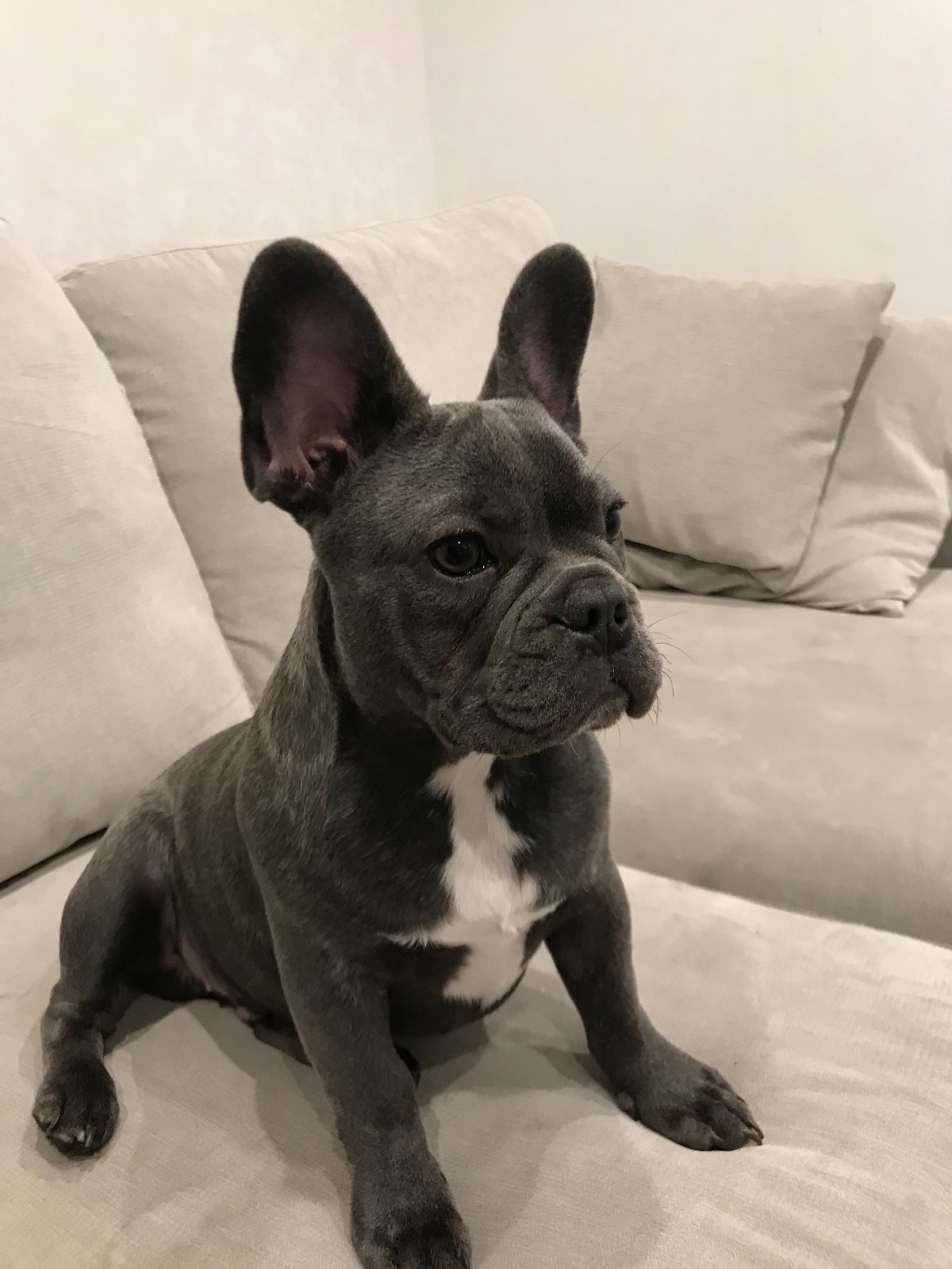 Французский бульдог в джинсах Мем