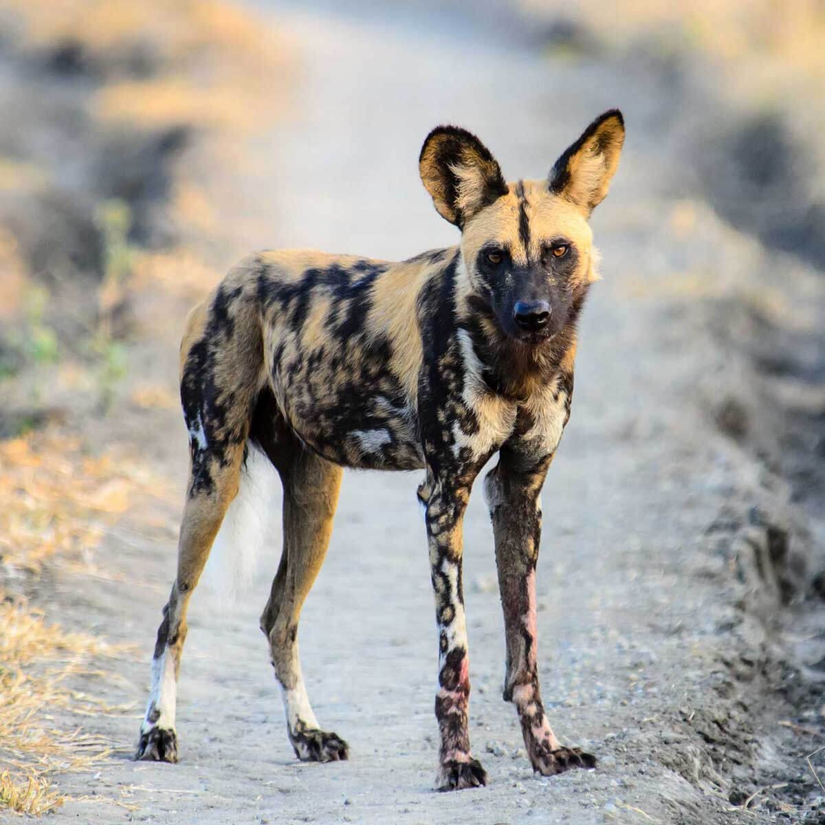 Гиеновидная собака: Африканская Дикая