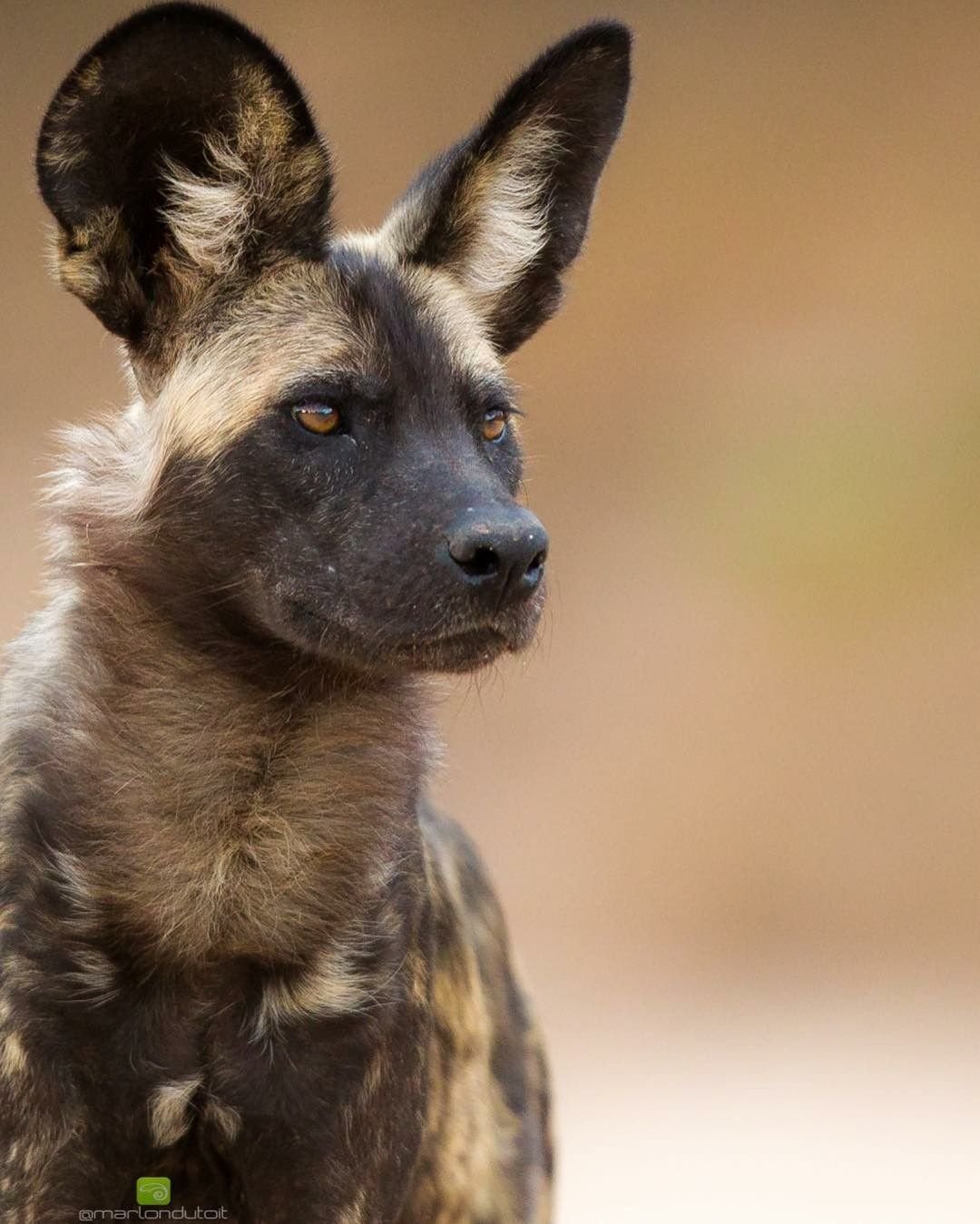 Африканская гиеновая собака