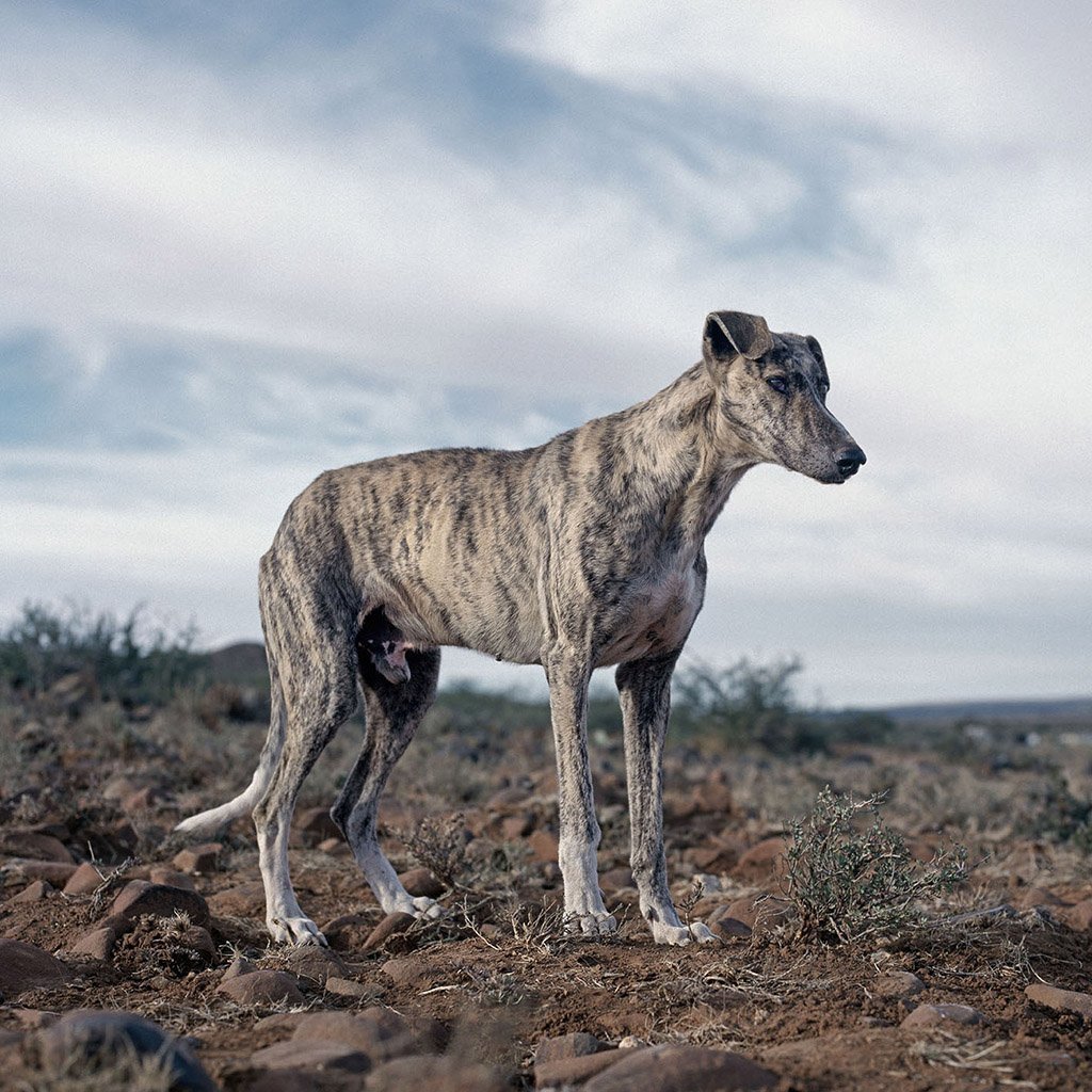 Африканис львиные собаки