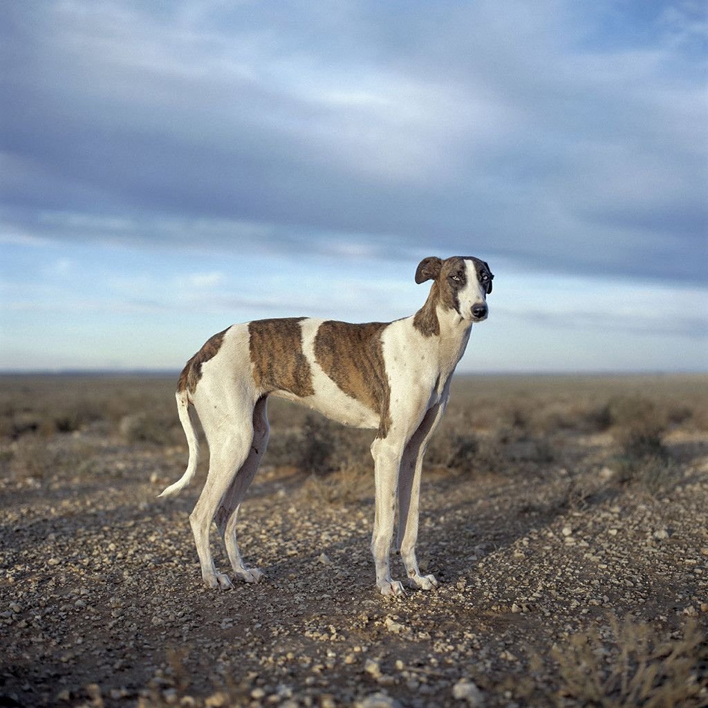 Африканис порода собак