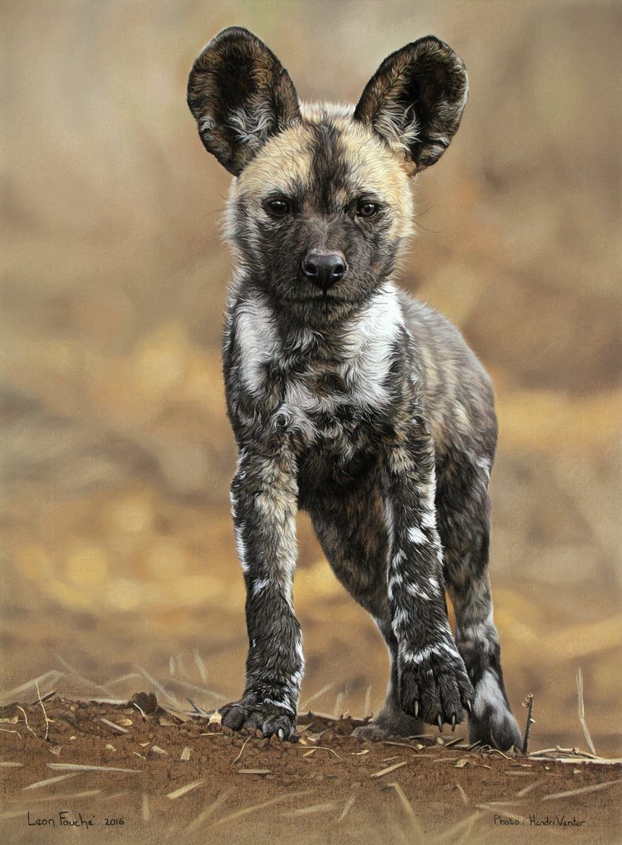 Гиеновидная собака: Африканская Дикая