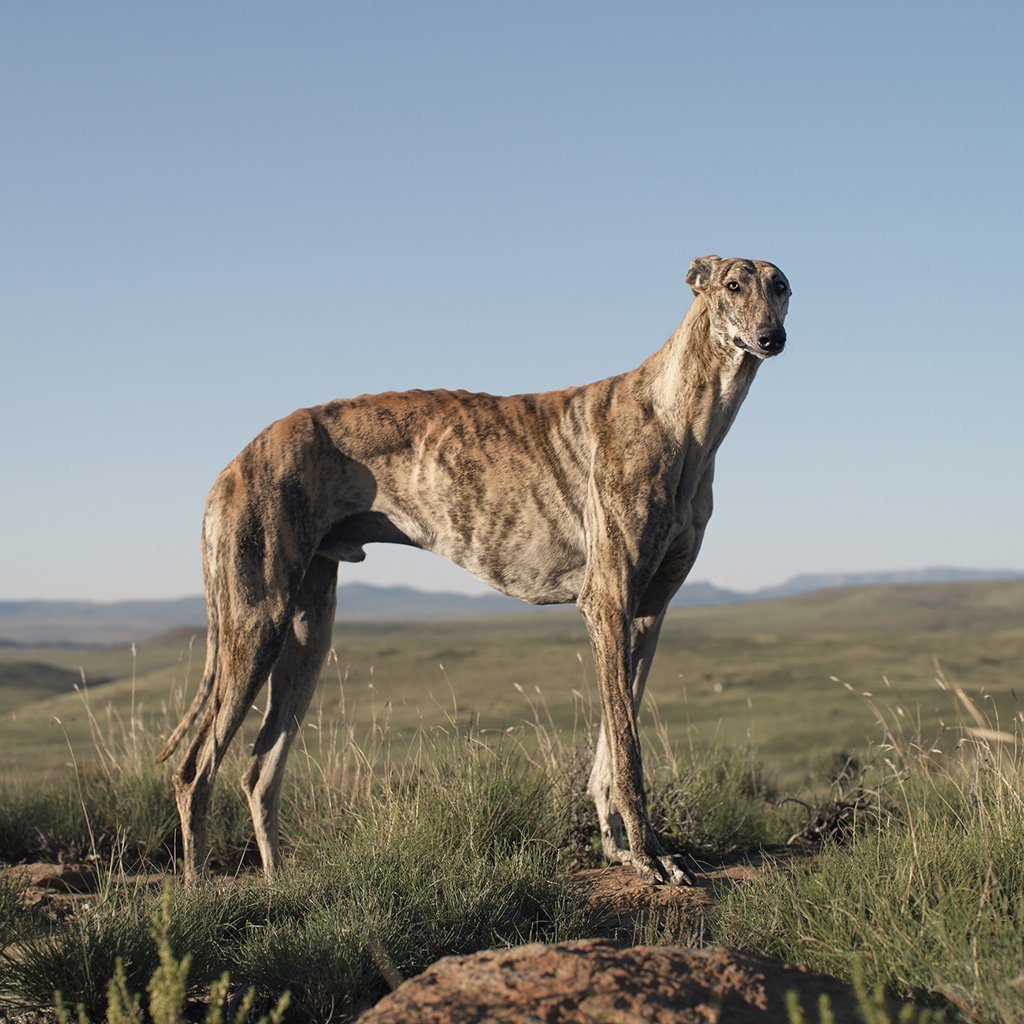 Родезийский риджбек