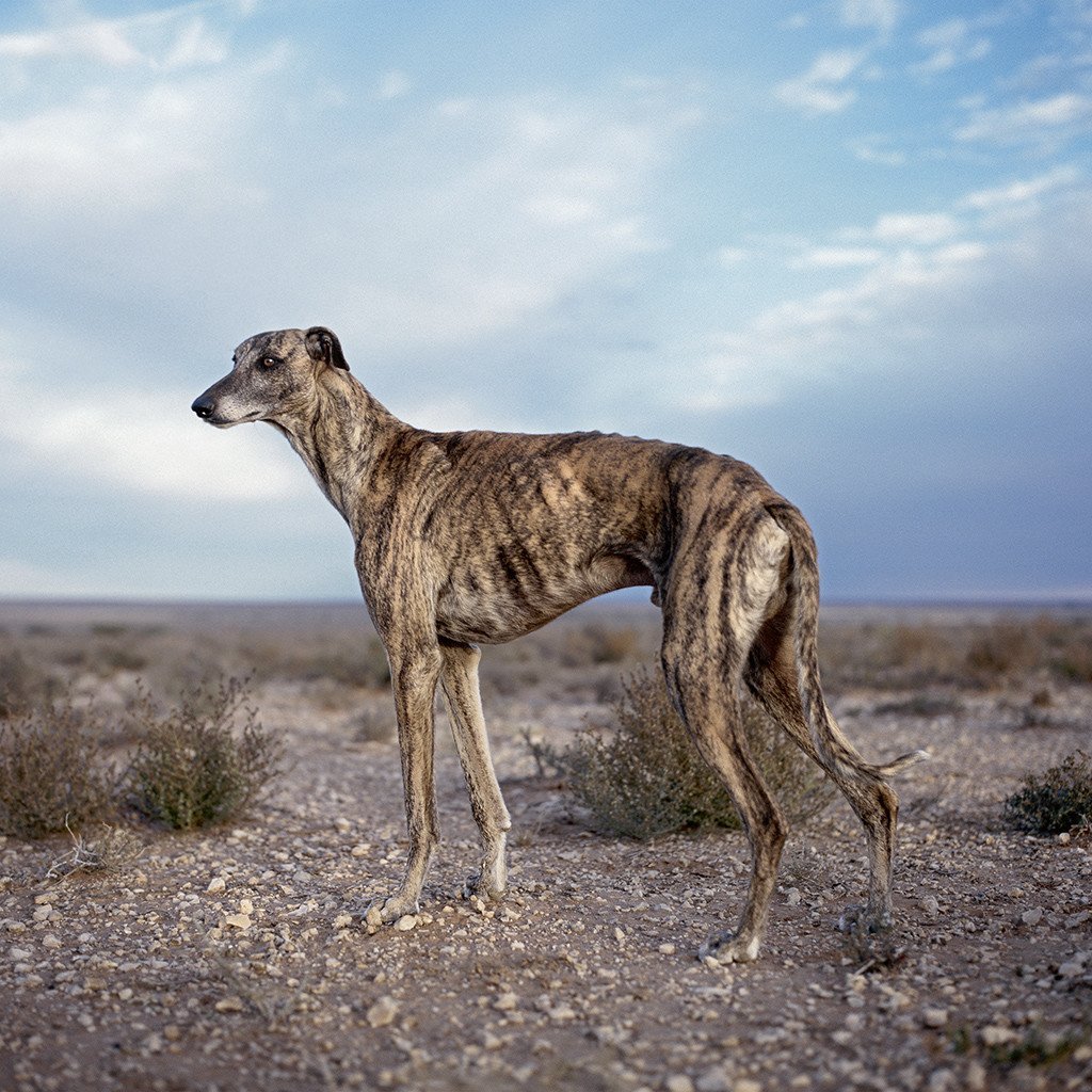 Гиеновидная собака оскал