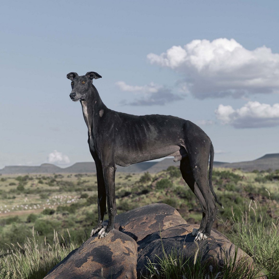 Африканис порода собак