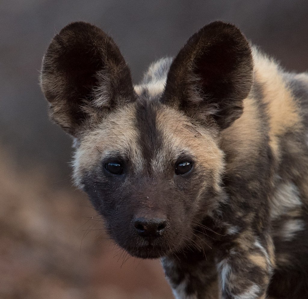 Африканис порода