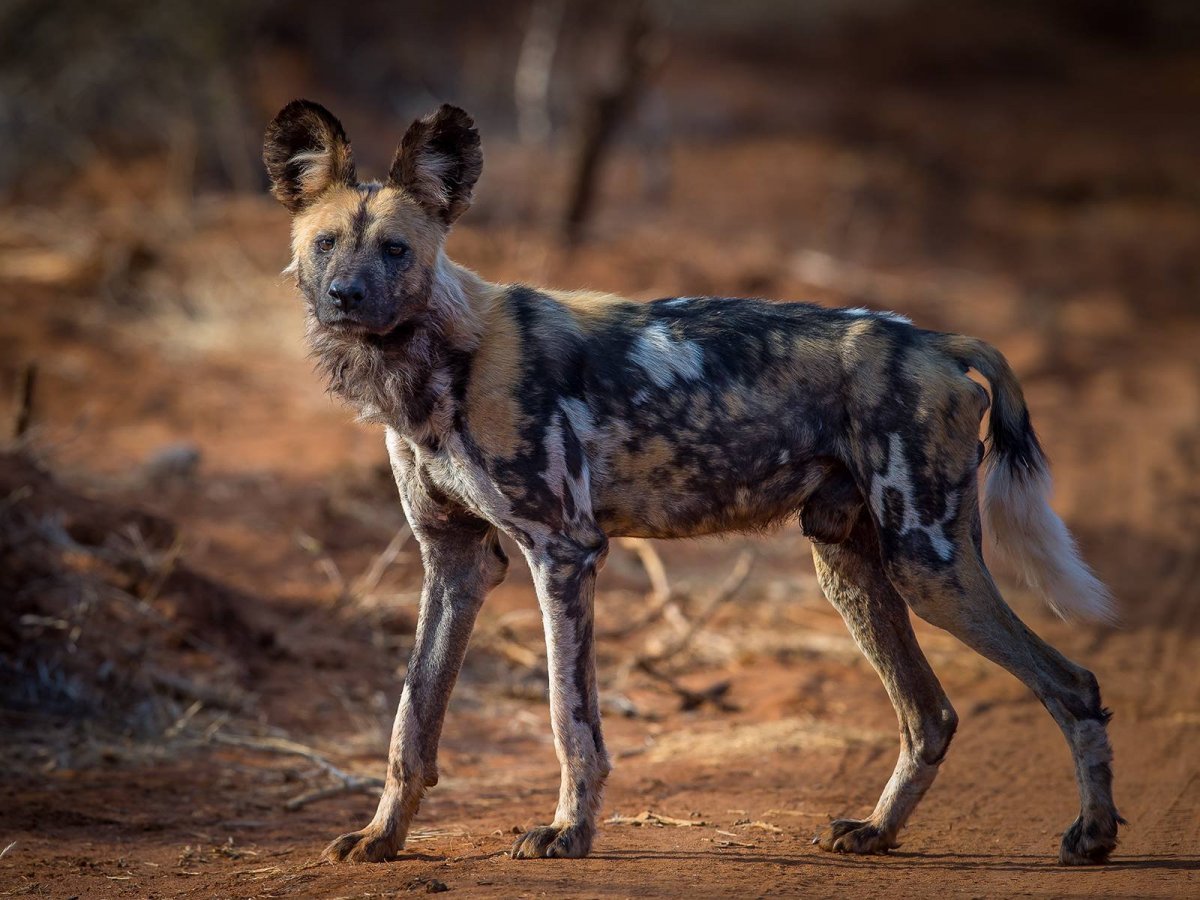 Гиеновые собаки щенки