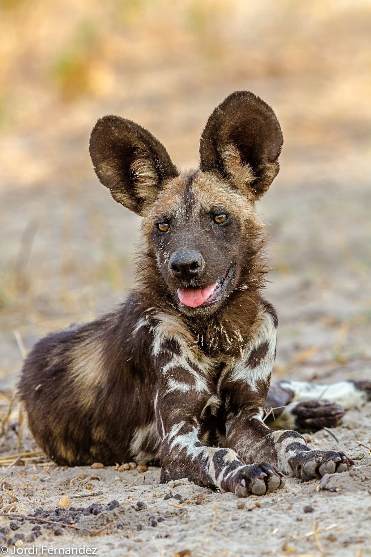 Африканис порода собак