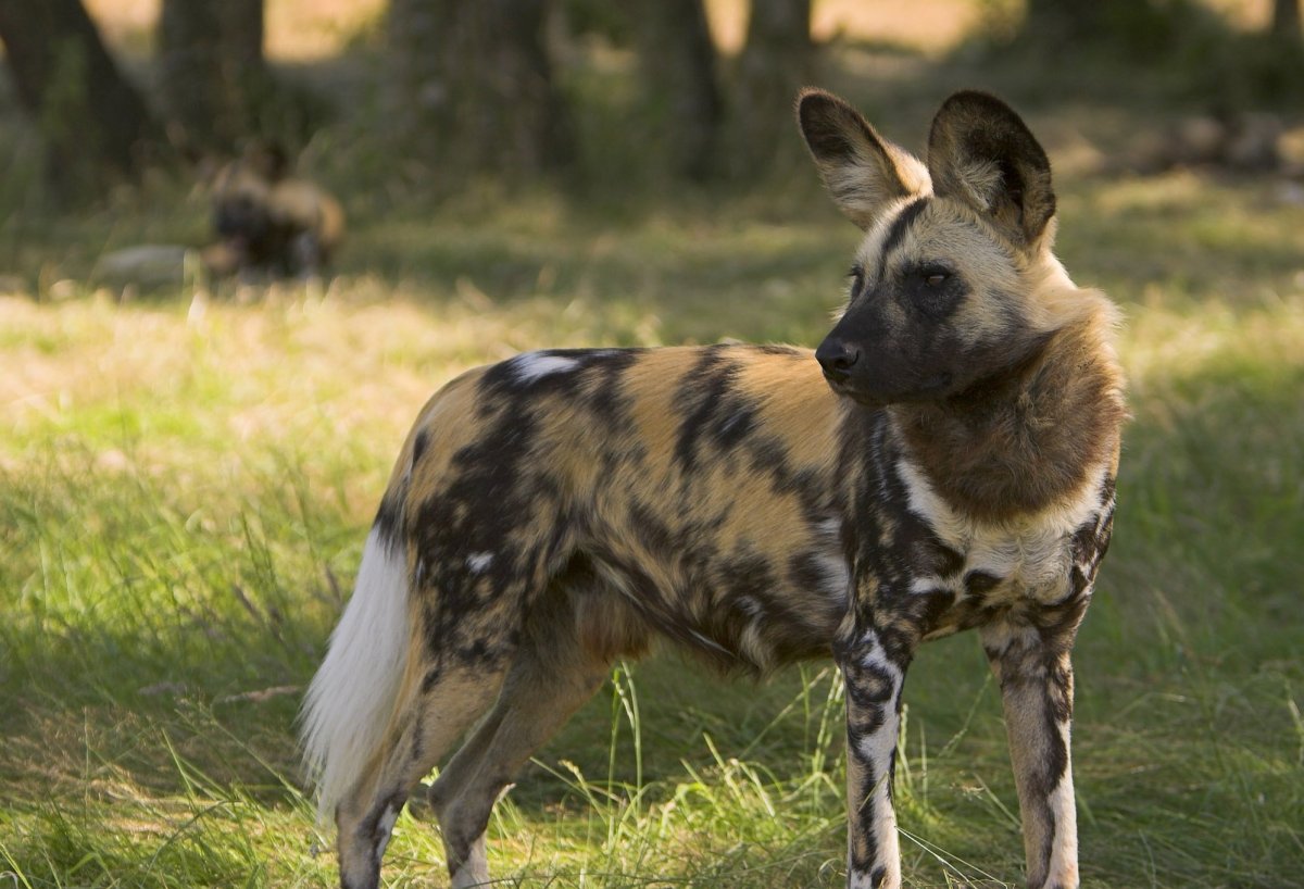 Гиеновая собака (Lycaon pictus),