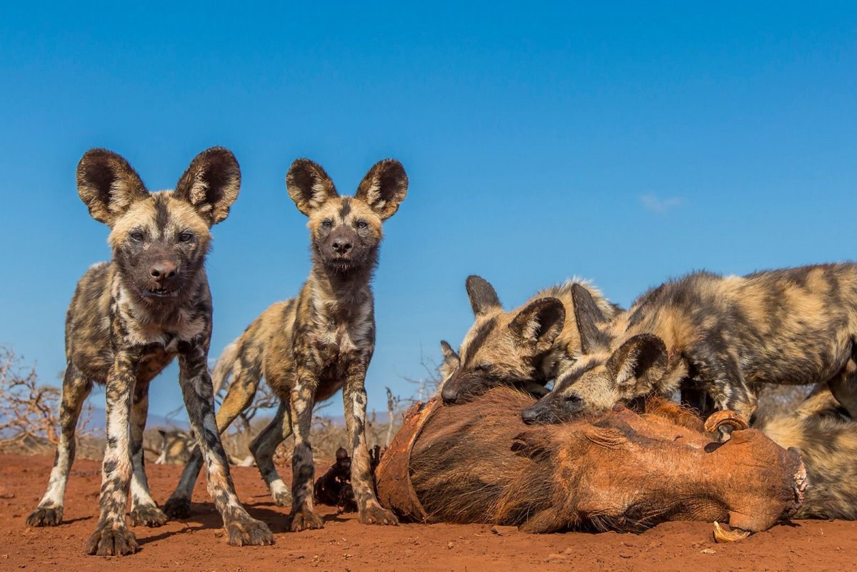 Басенджи терьер