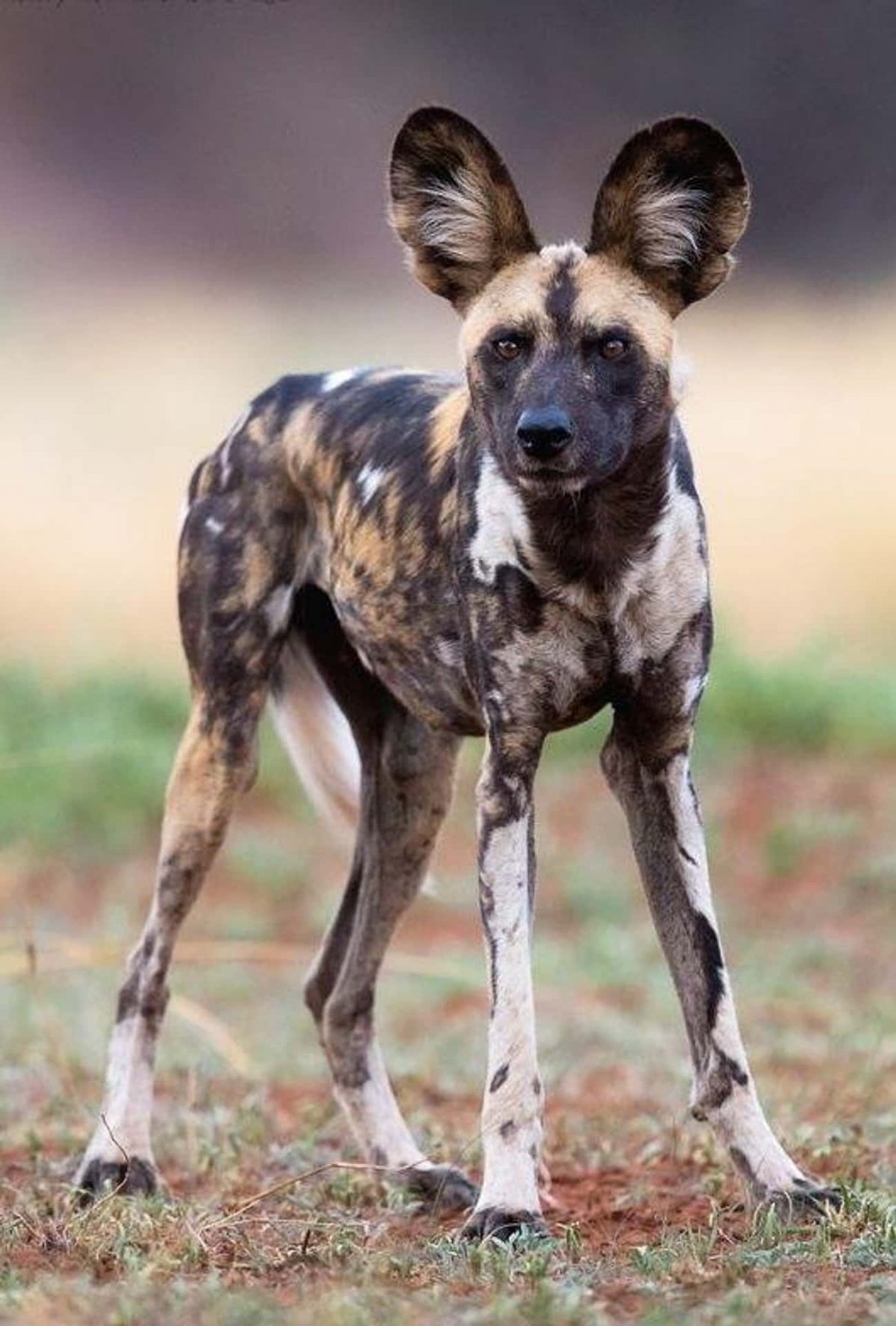 Гиеновидная собака: Африканская Дикая