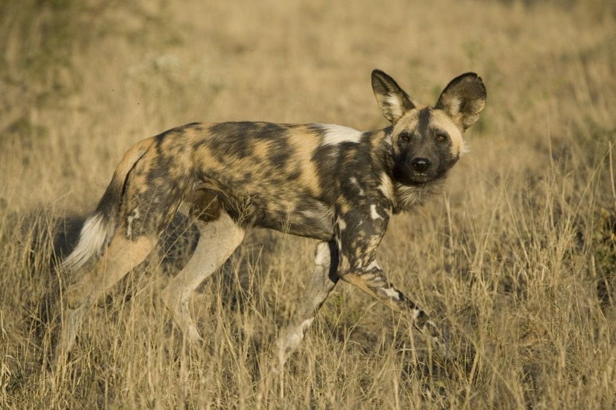 Гиеновидная собака: Африканская Дикая