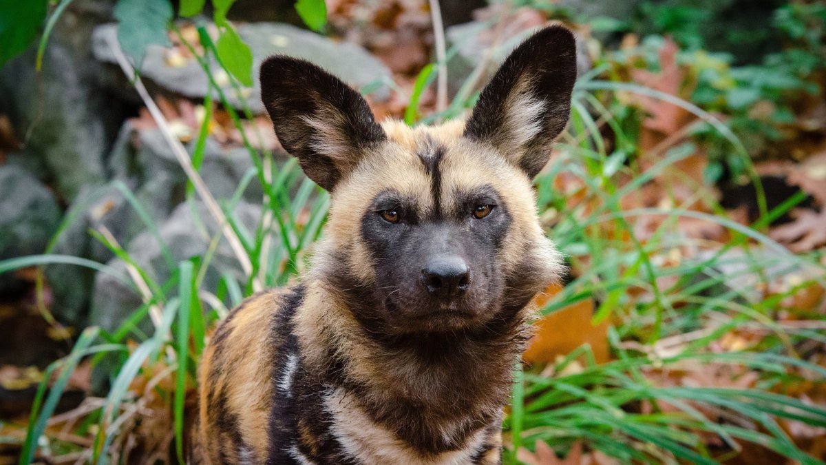 Африканская гиеновая собака