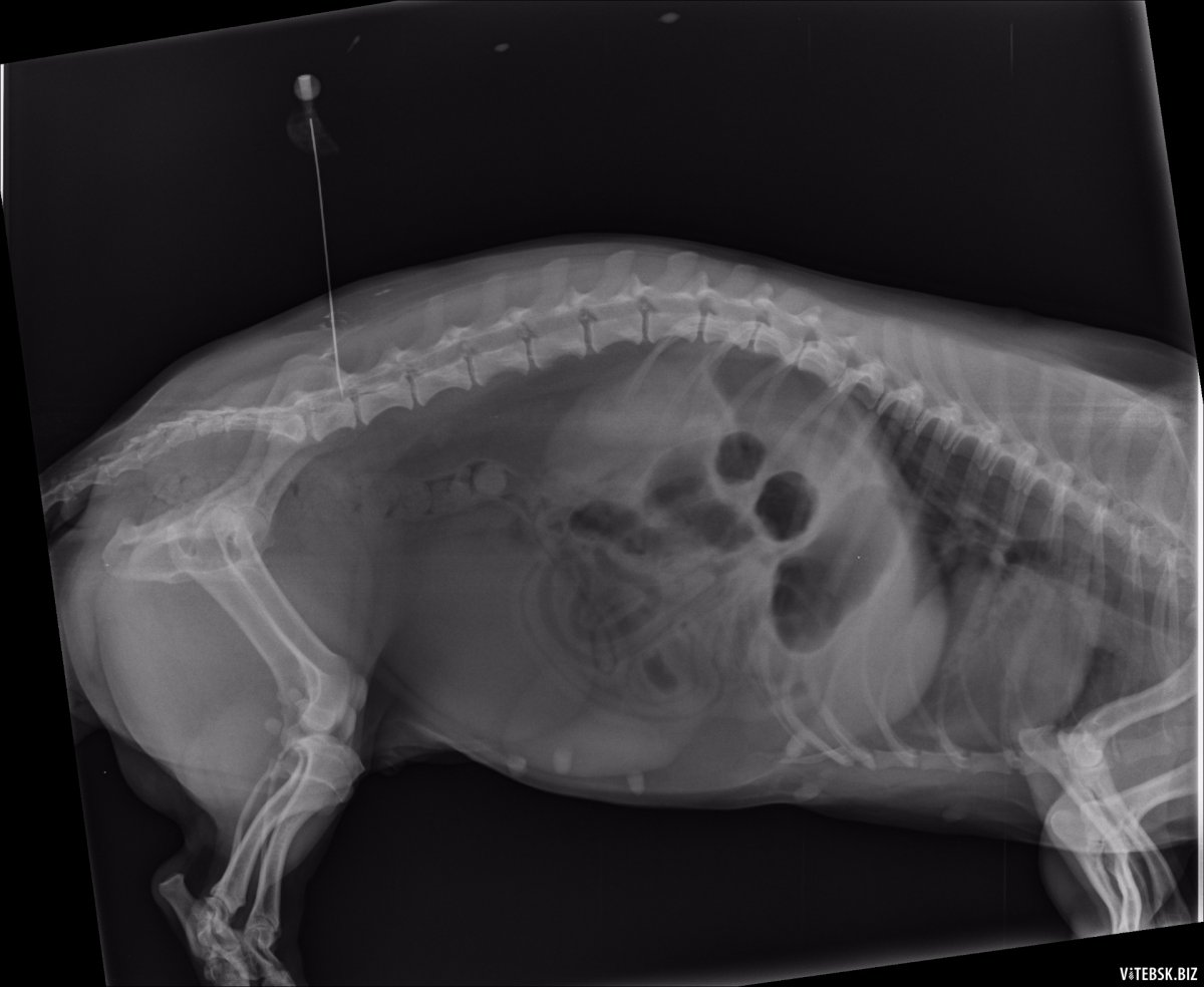 Рентген миелография у собак