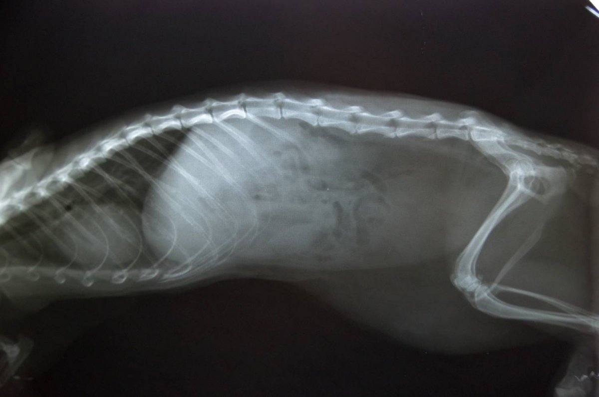 Рахит у хорьков рентген