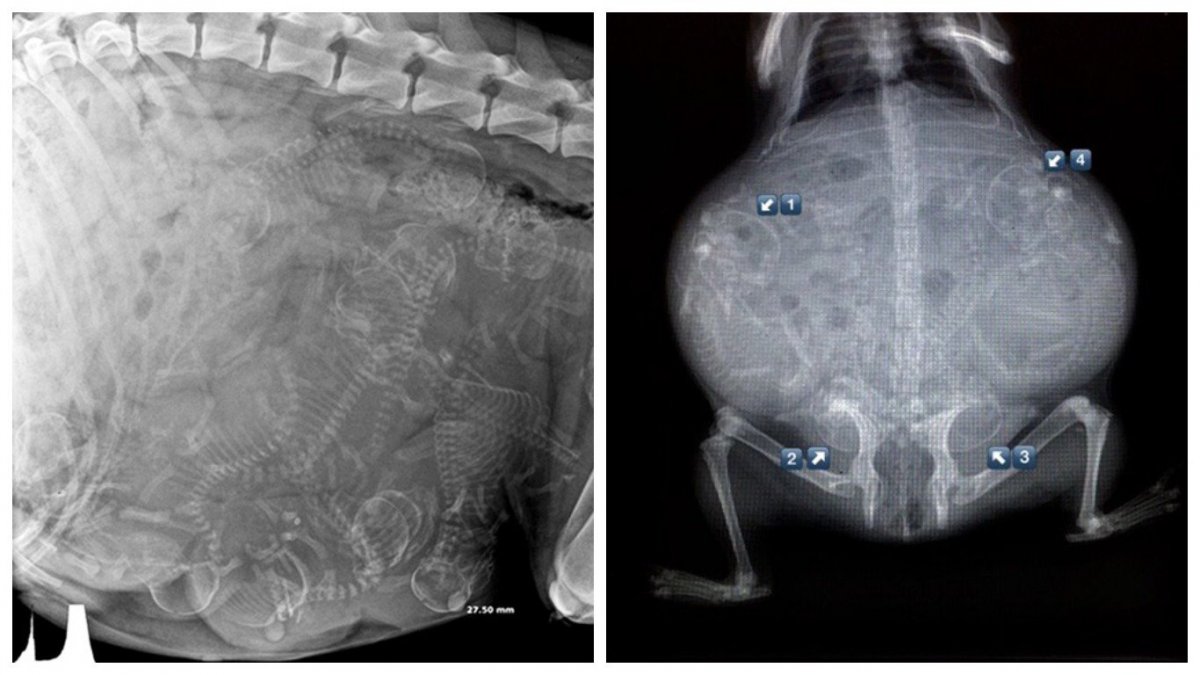 Рентгеновский снимок беременной собаки