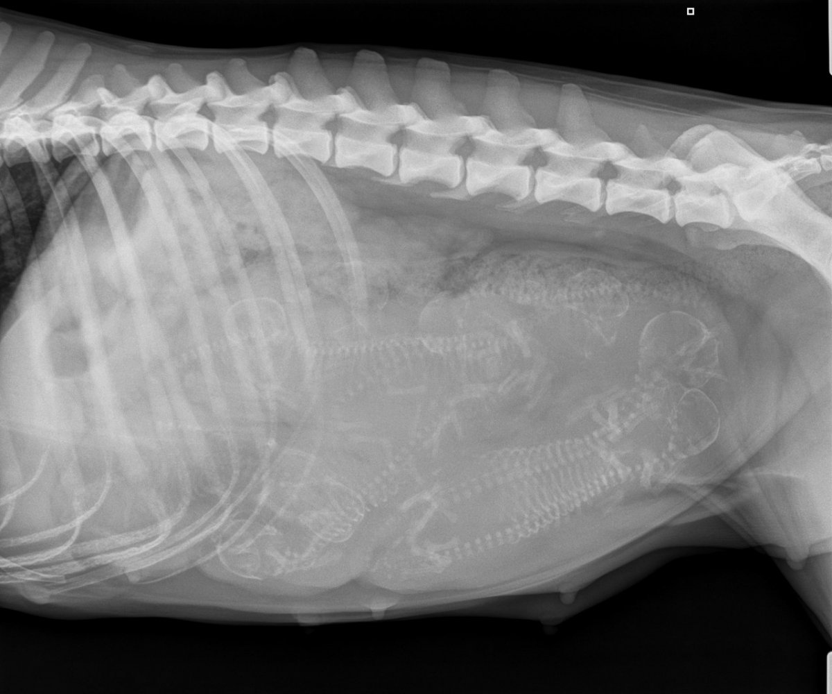 Рентген беременной собаки