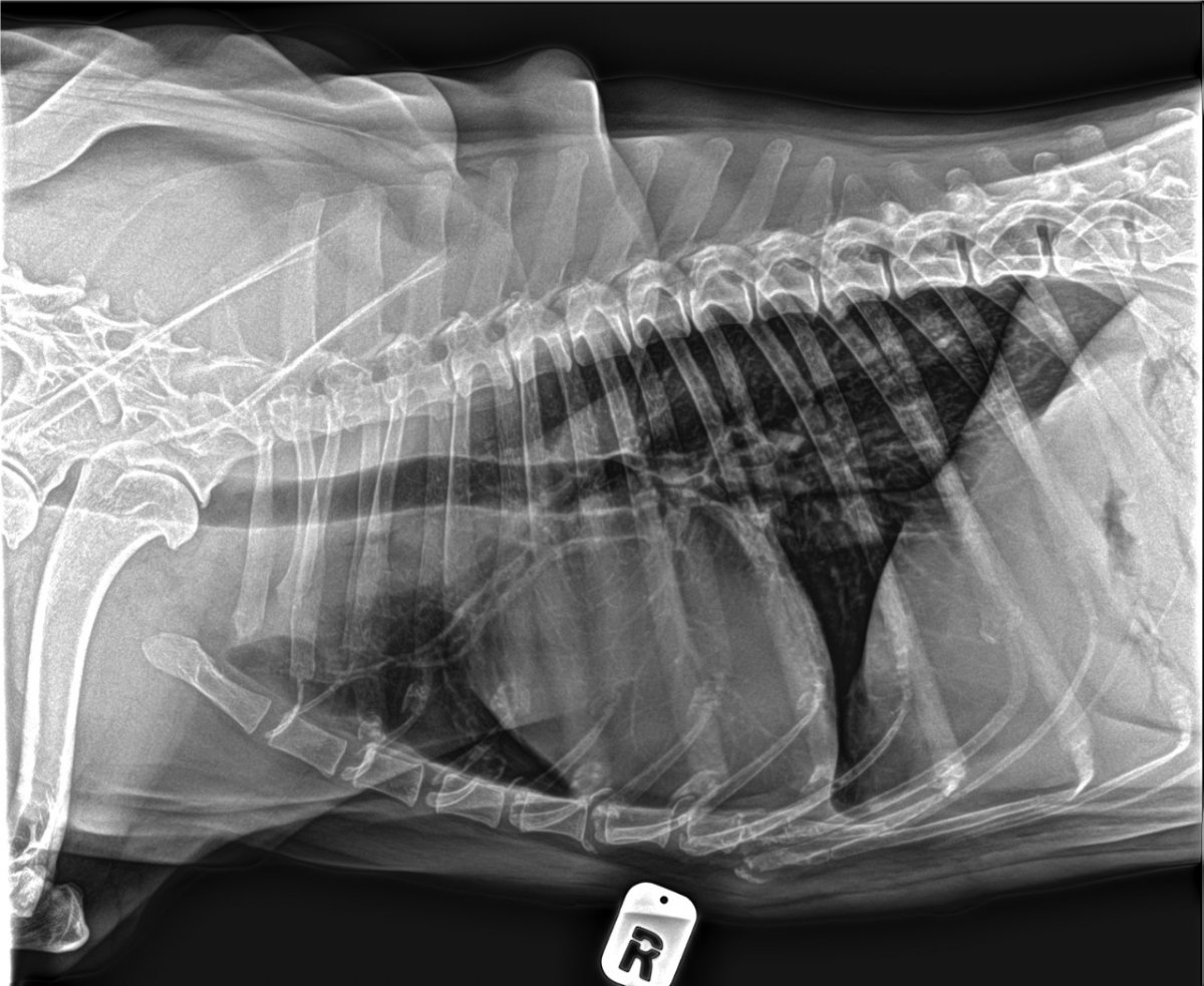 Рентген снимок собак с патологией сердца