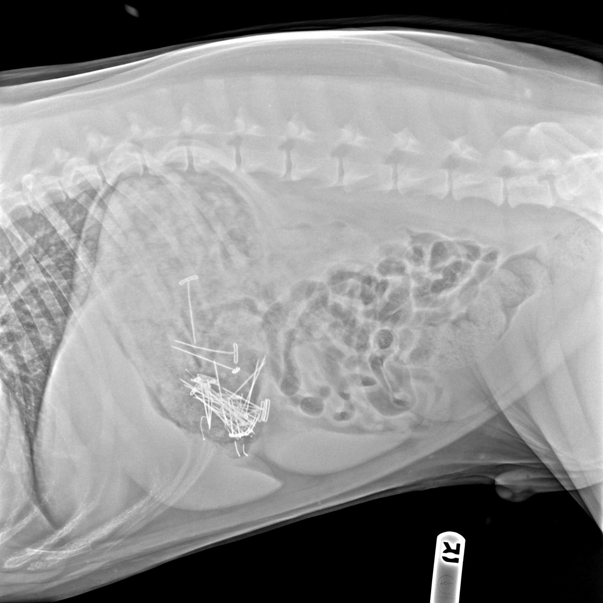Рентген беременной собаки