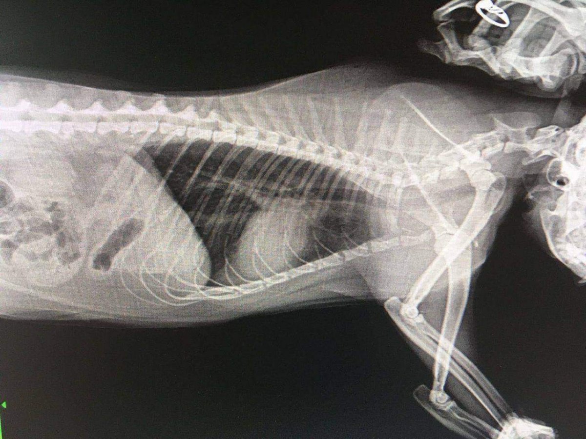 Опухоли молочной железы у собак рентген