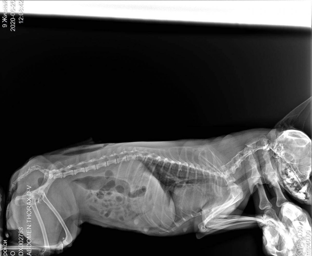 Рентген перитонит собака