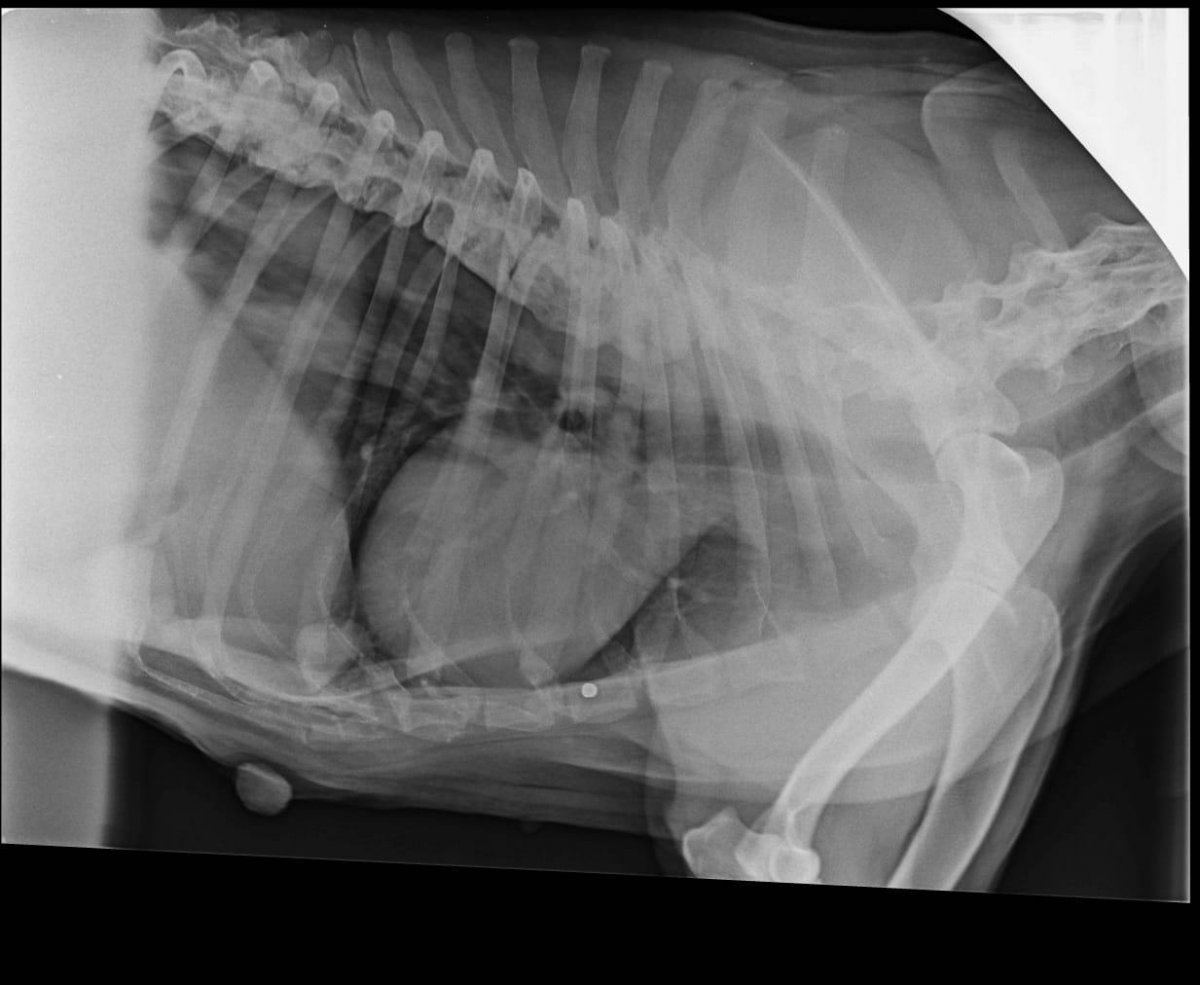 Рентгенограмма по Вангестину