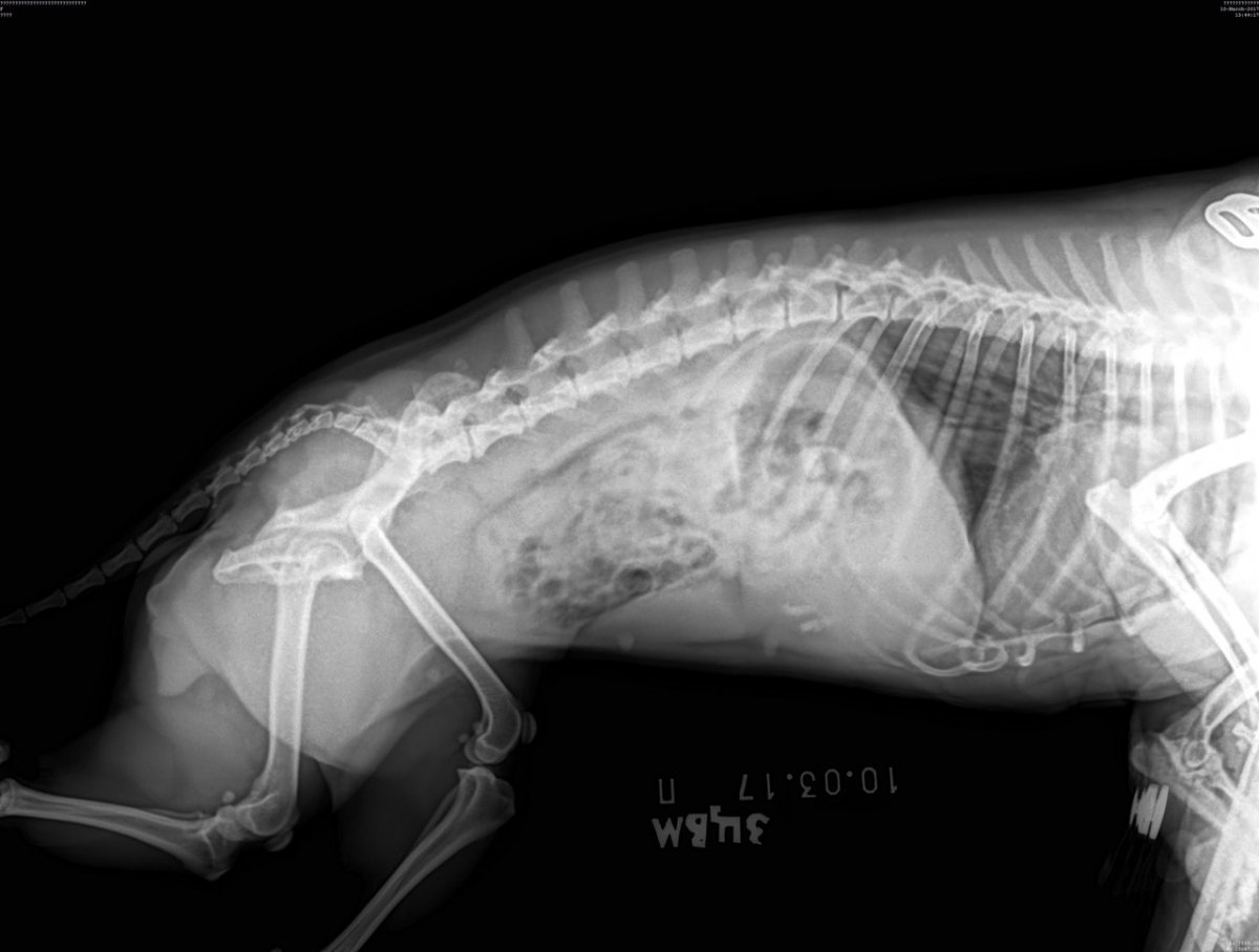 Рентген животных