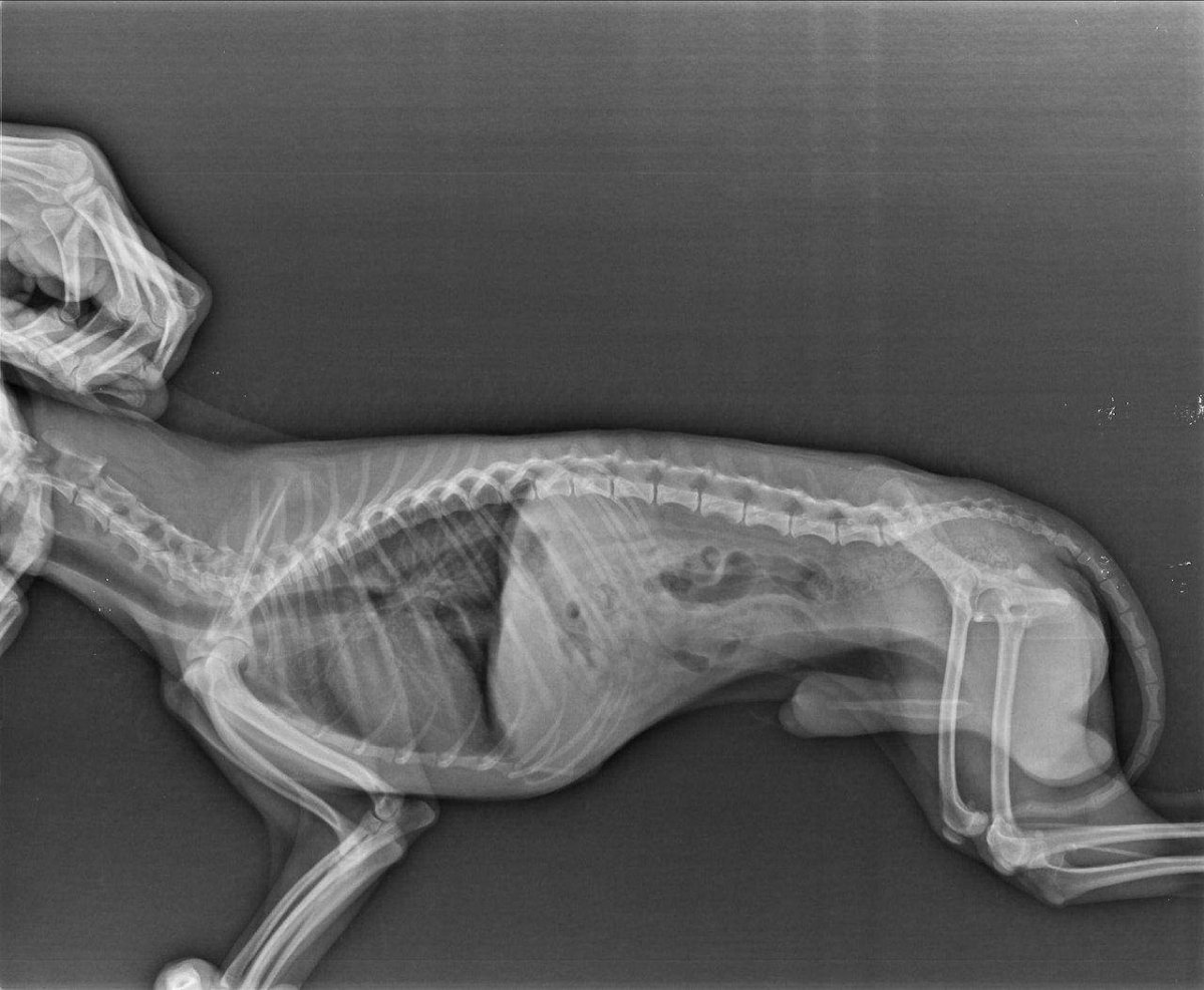 Пальпация ребер животных