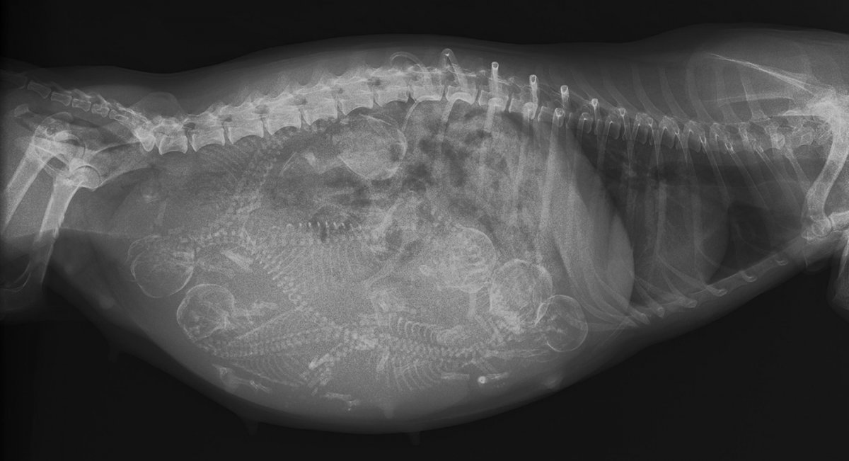 Рентген беременной собаки