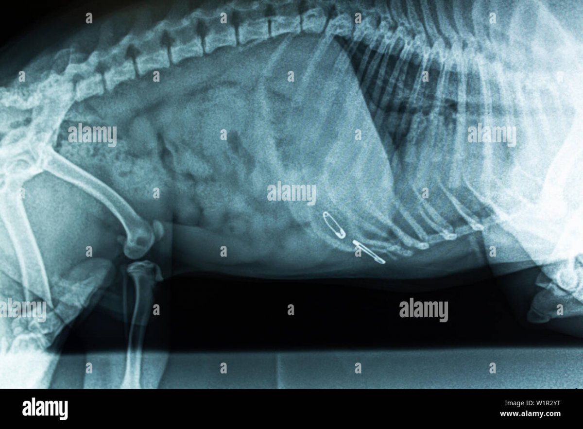 Рентген брюшной полости здоровой кошки