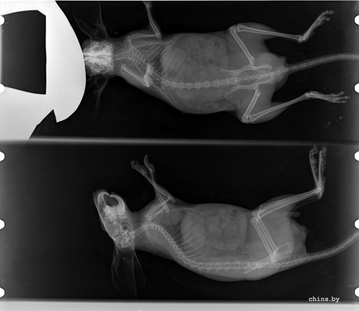 Рентген грудной полости кошки