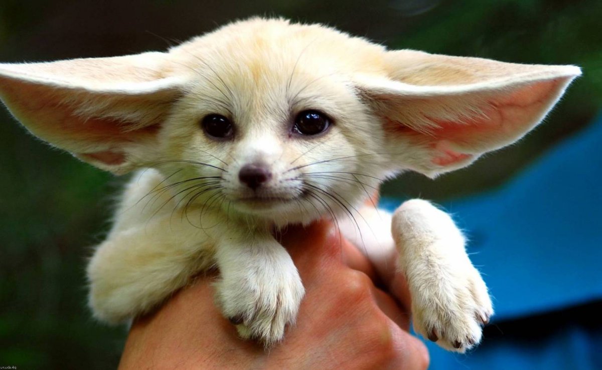 Фенек (Лисенок)