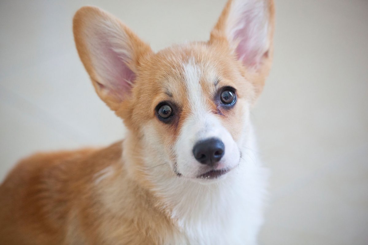 Корги гладкошерстный