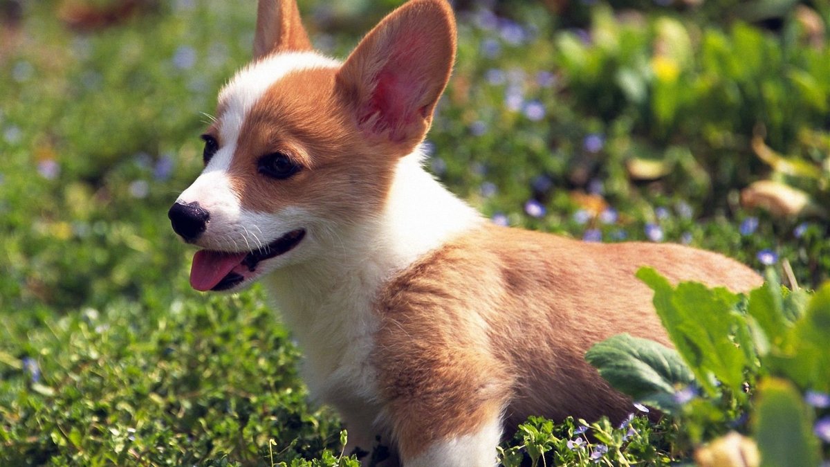 Порода собак чихуахуа чихуахуа