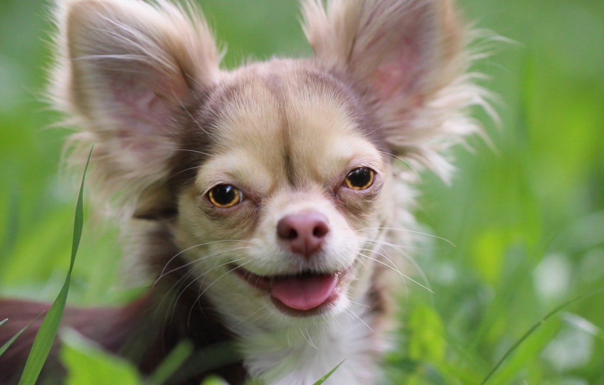 Мальтийская чихуахуа