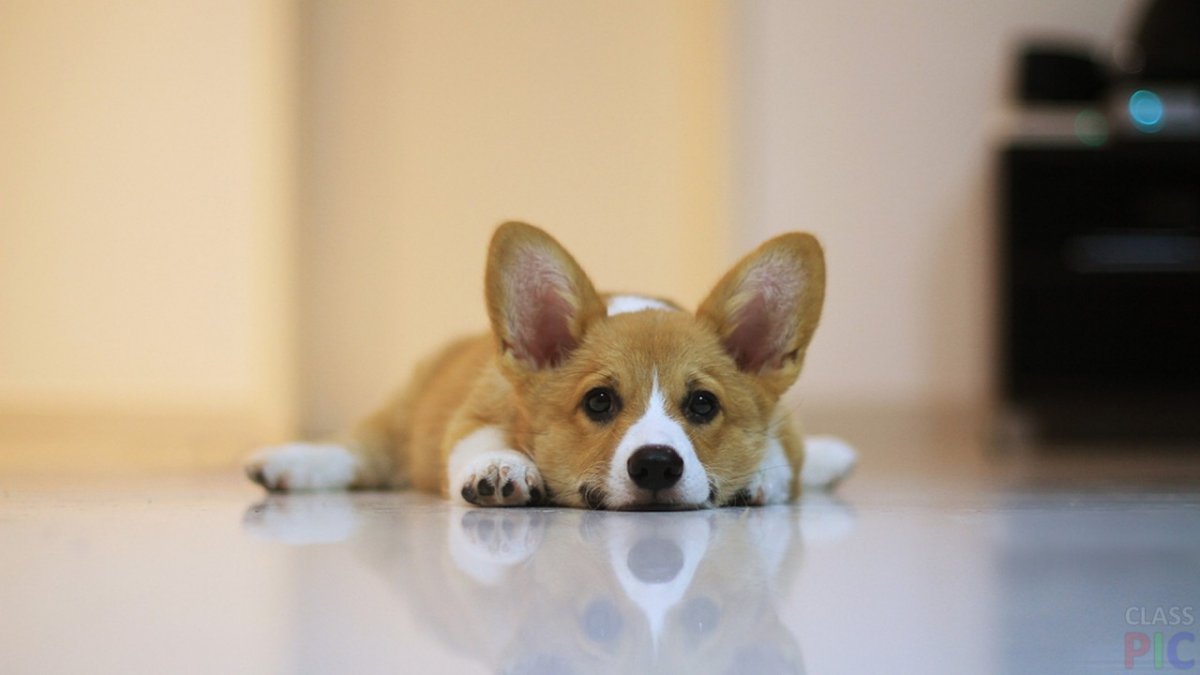 Вельш корги пемброк