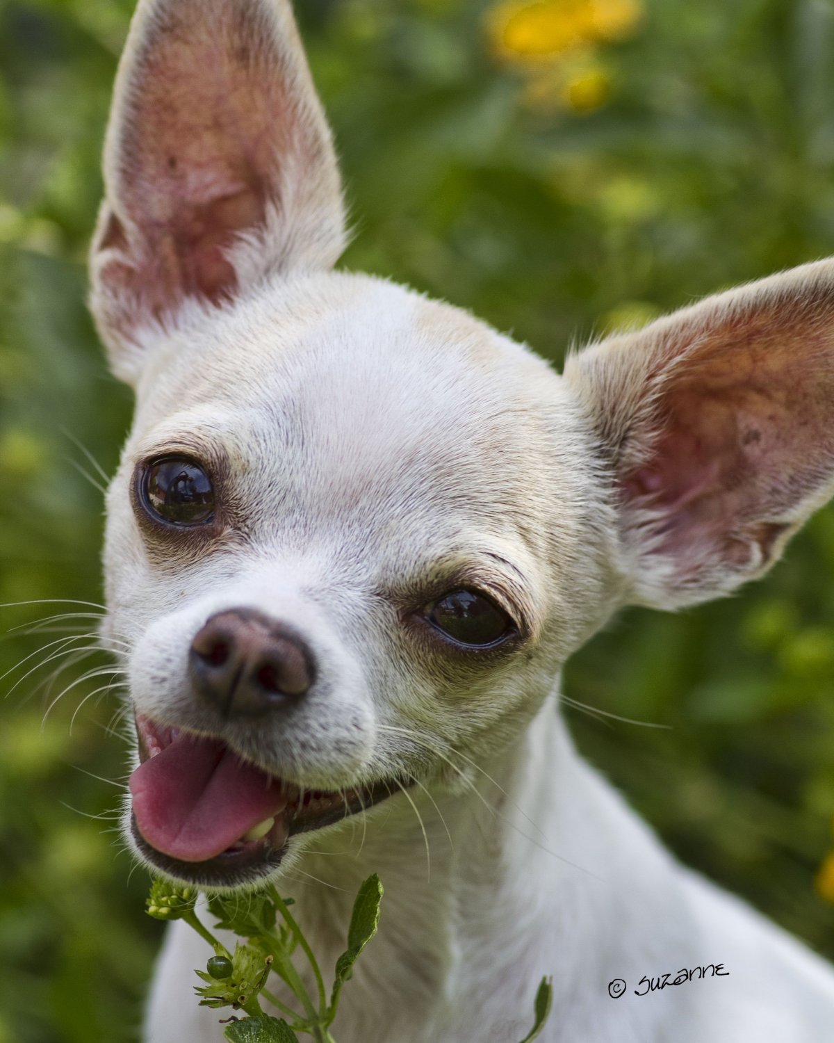 Стандарт вельш корги пемброк