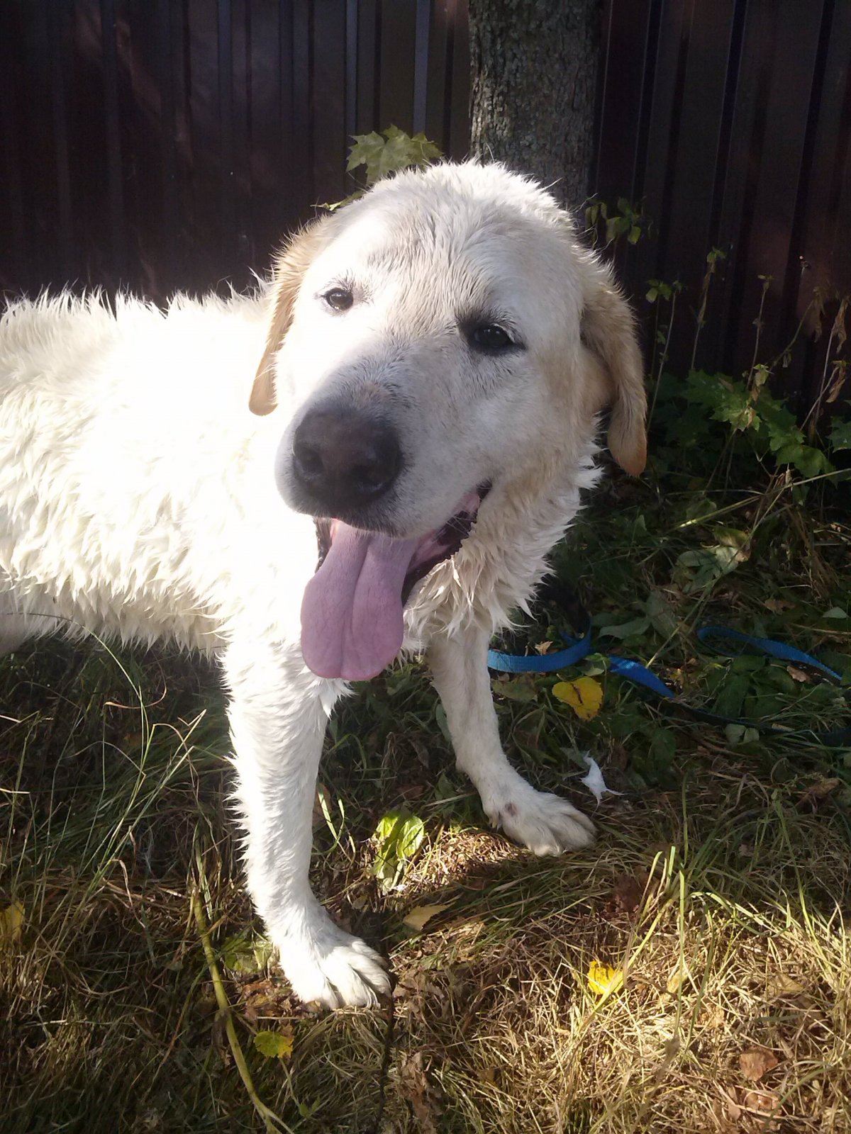 Среднеазиатская овчарка Азиат