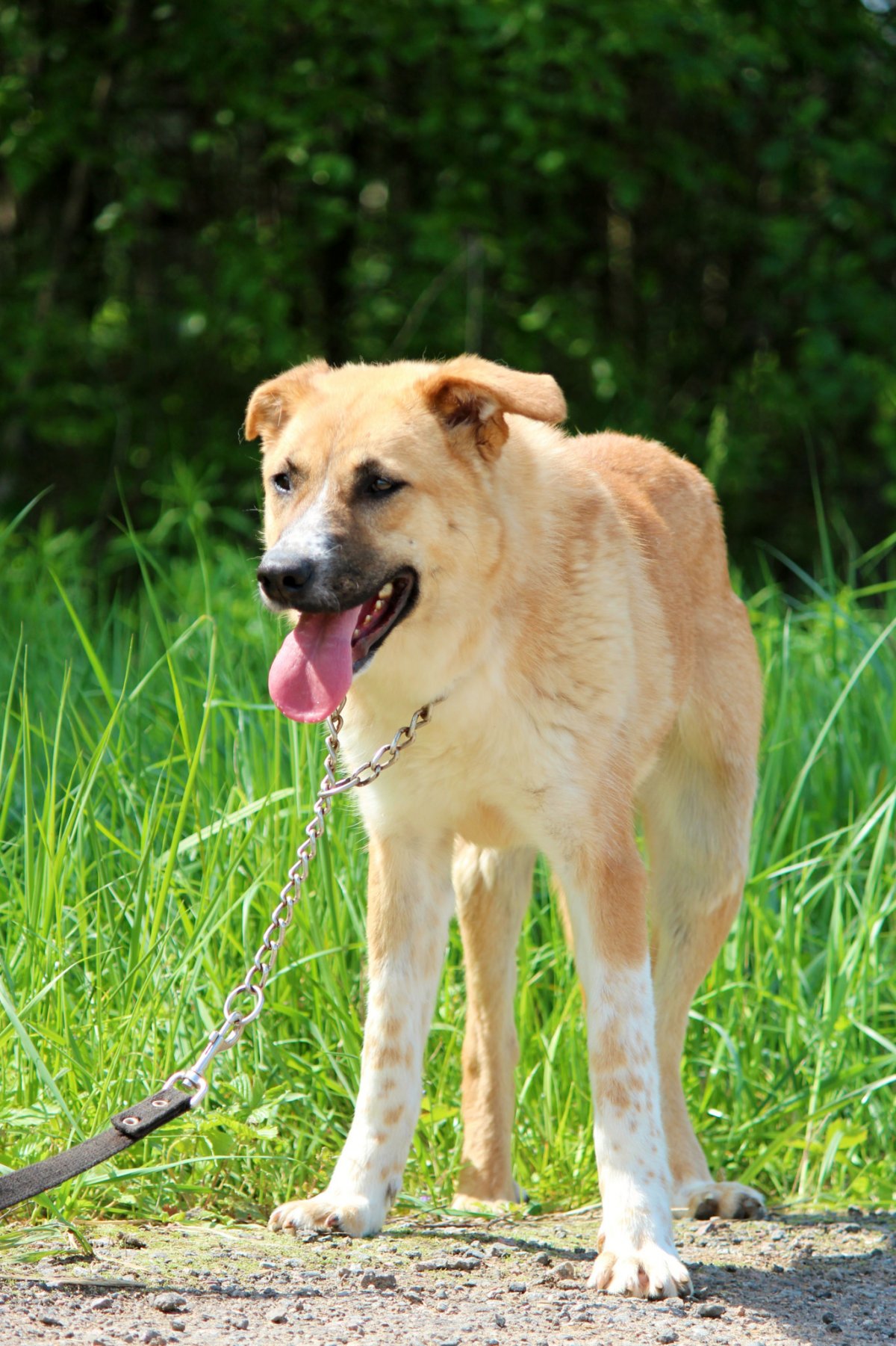 Метис шарпея и лабрадора