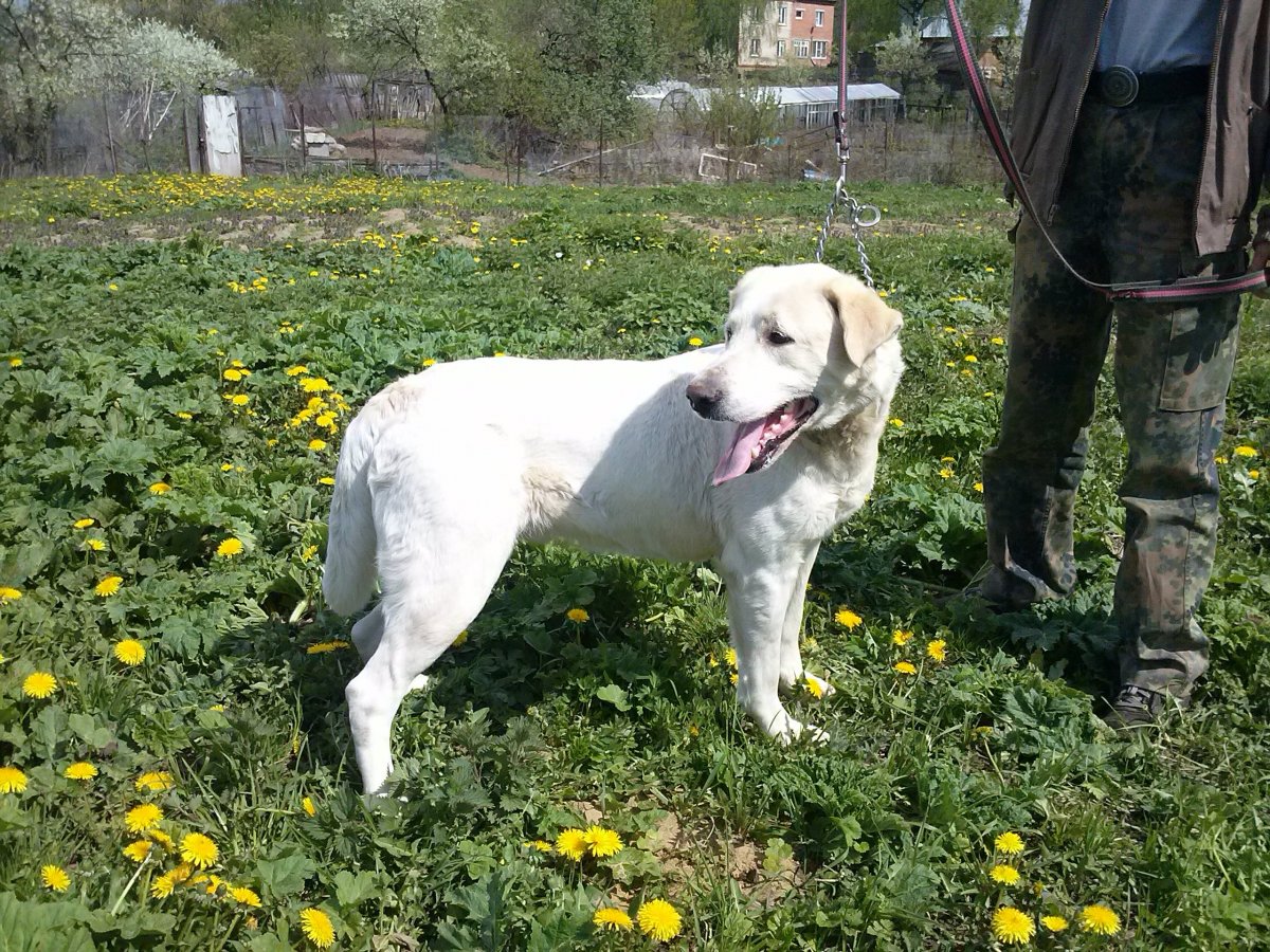 Помесь лабрадора ретривера и алабая