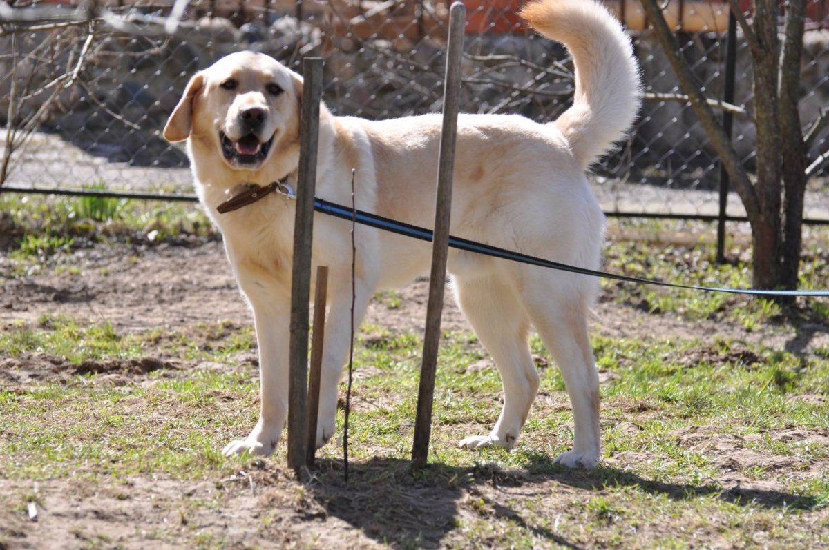 Метис алабая и лабрадора