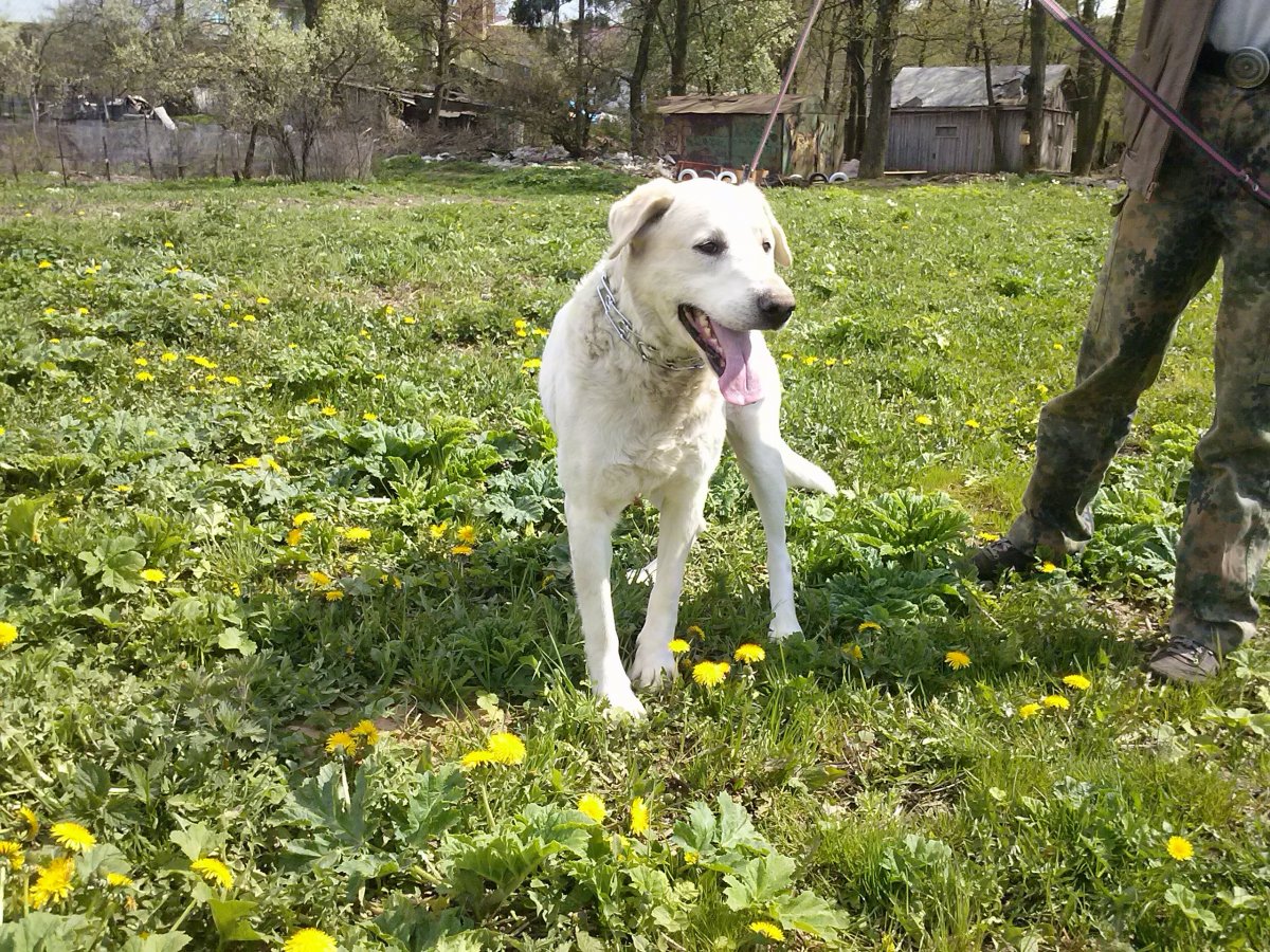 Помесь лабрадора и алабая