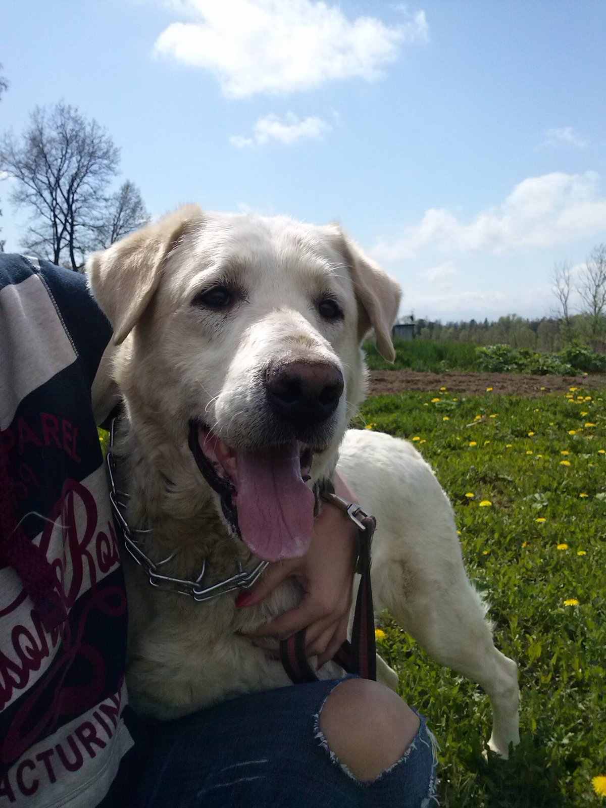 Алабай и лабрадор помесь