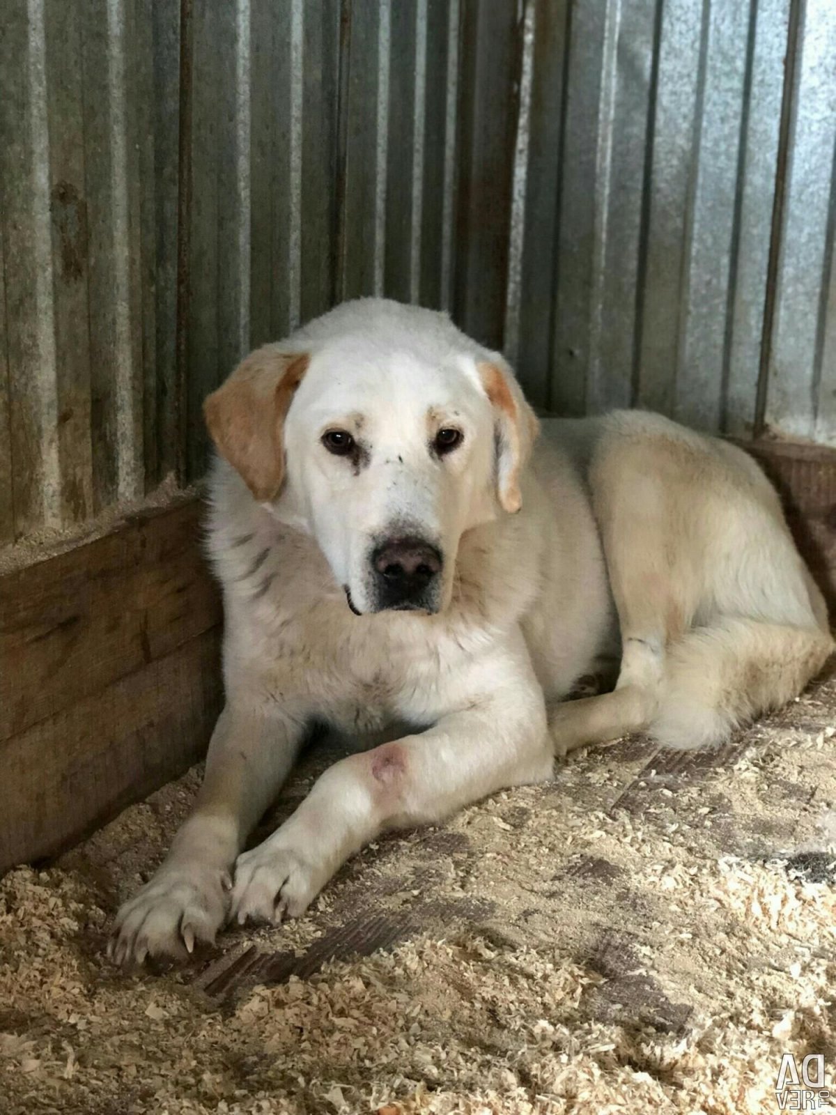 Помесь алабая и волка